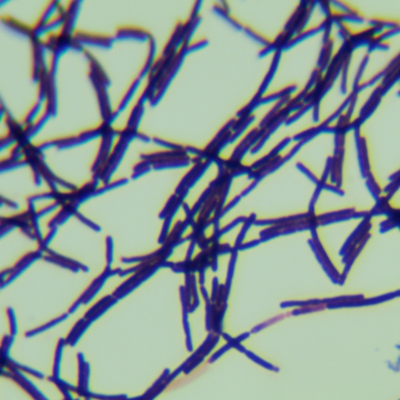 Cold resistant Bacillus subtilis-BNCC
