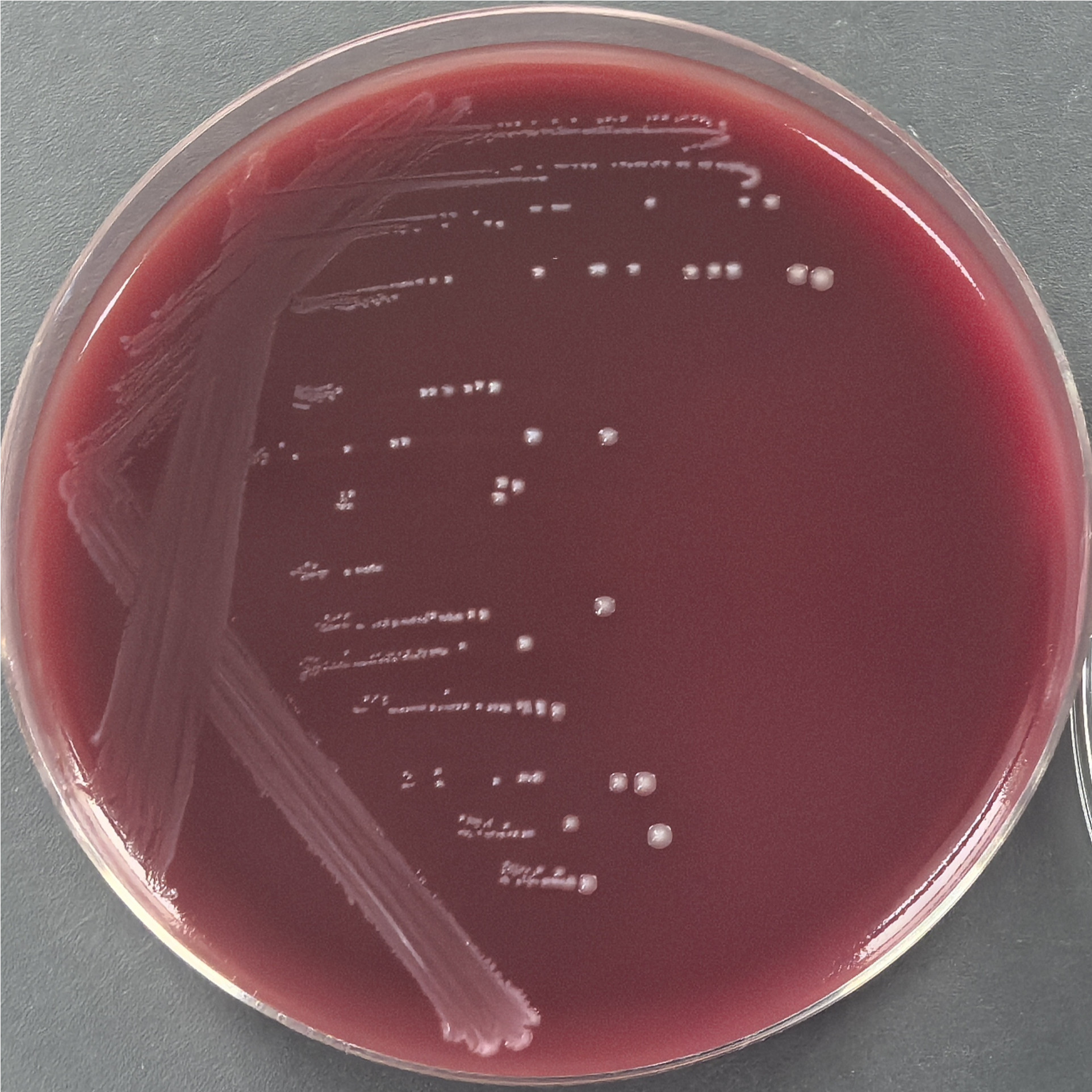Methanogenic acid producing Dorella-BNCC