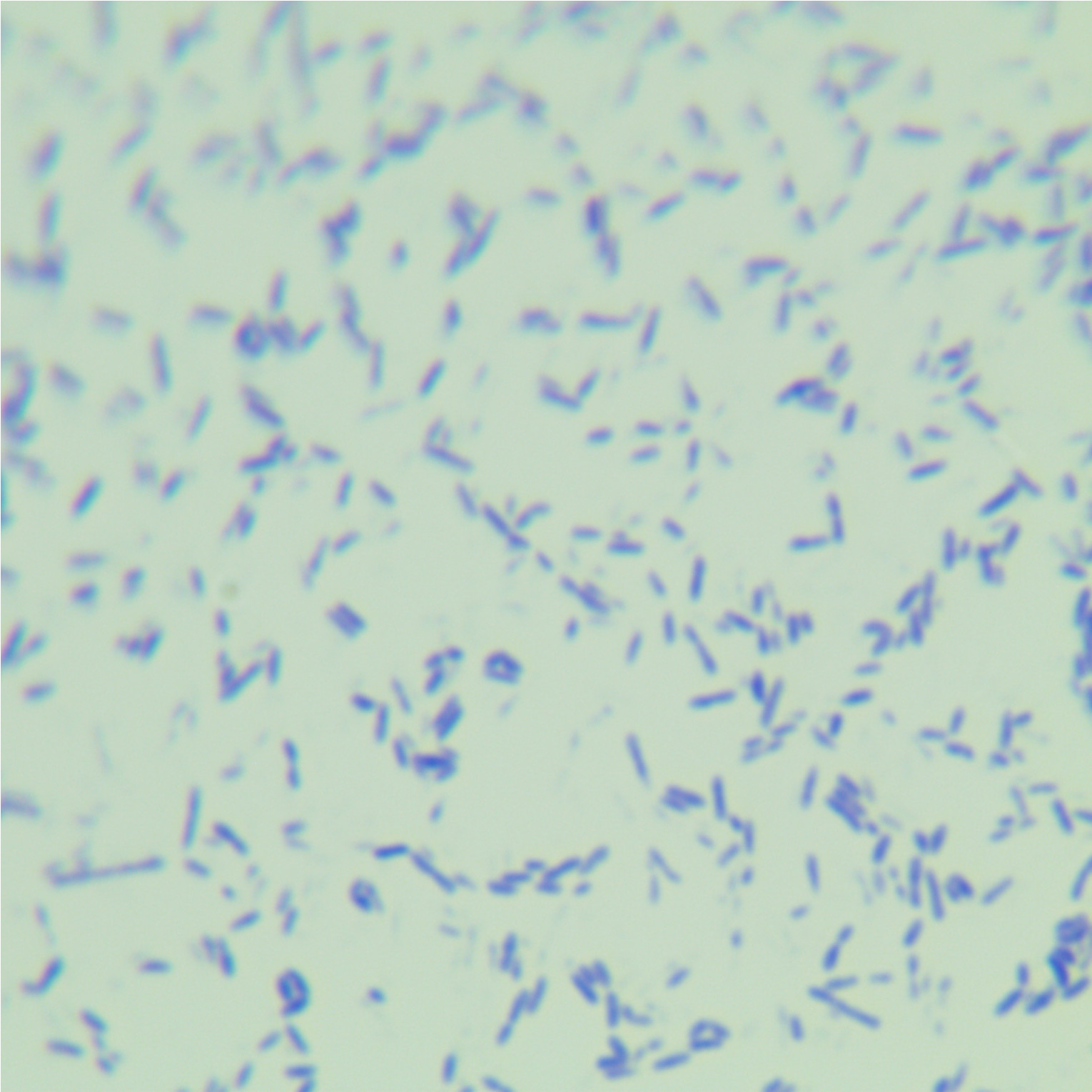 Methanogenic acid producing Dorella-BNCC