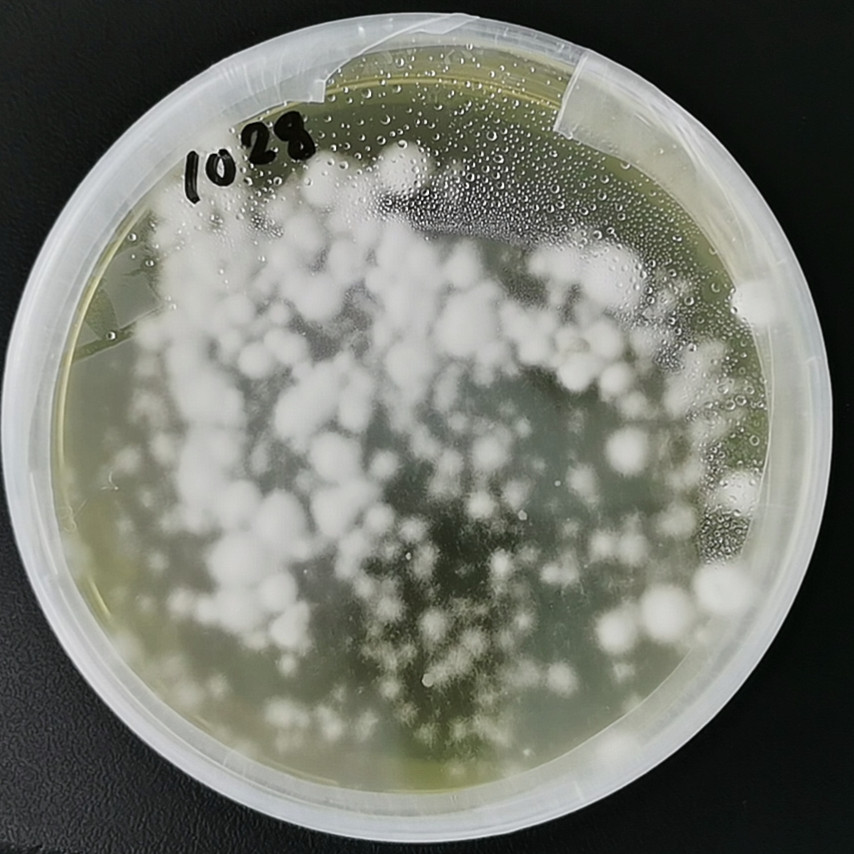 Ergot fungus-BNCC