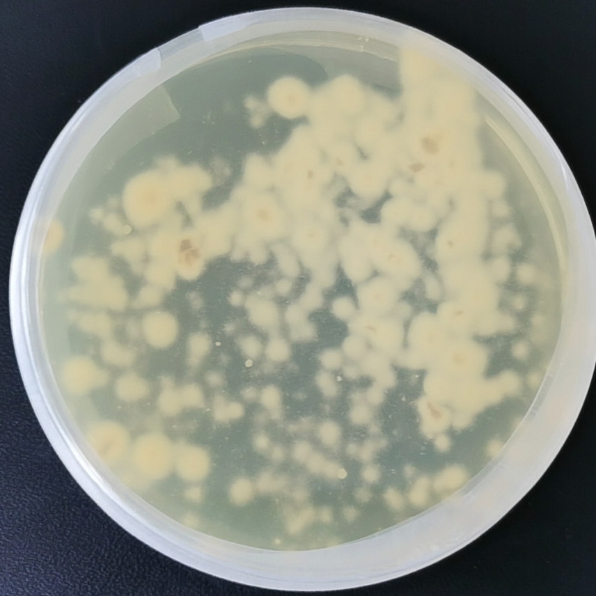 Ergot fungus-BNCC