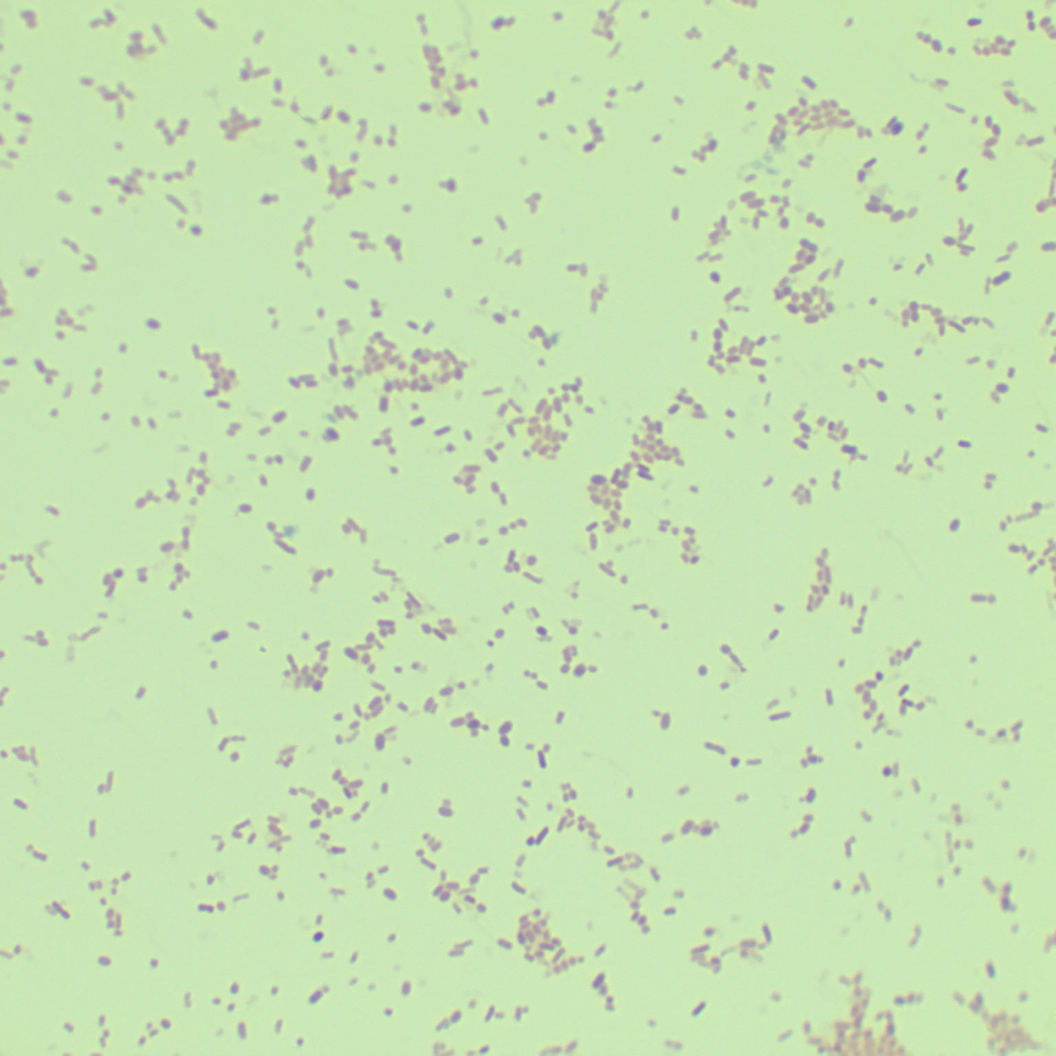 Escherichia coli-BNCC