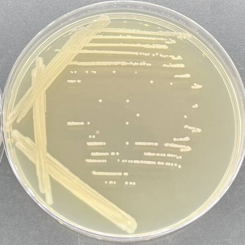 Escherichia coli-BNCC