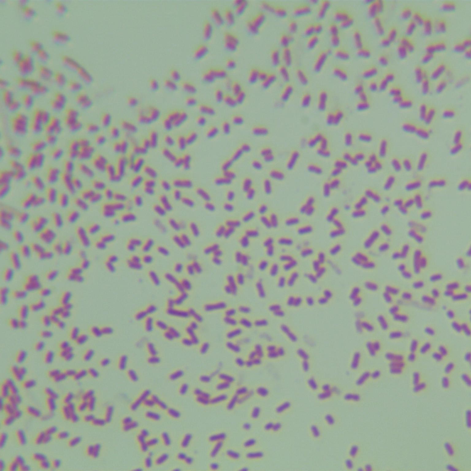 Escherichia coli-BNCC