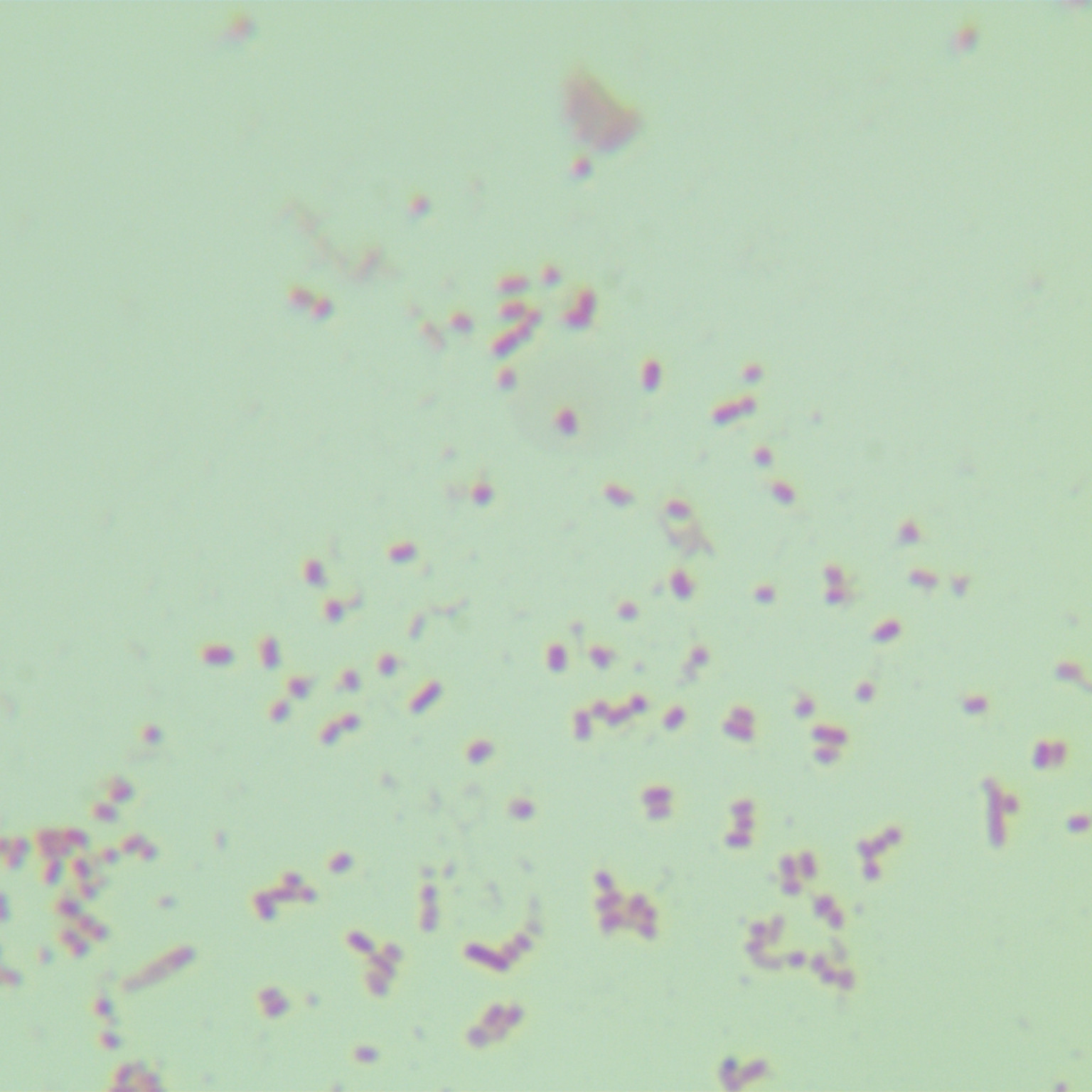 Escherichia coli-BNCC