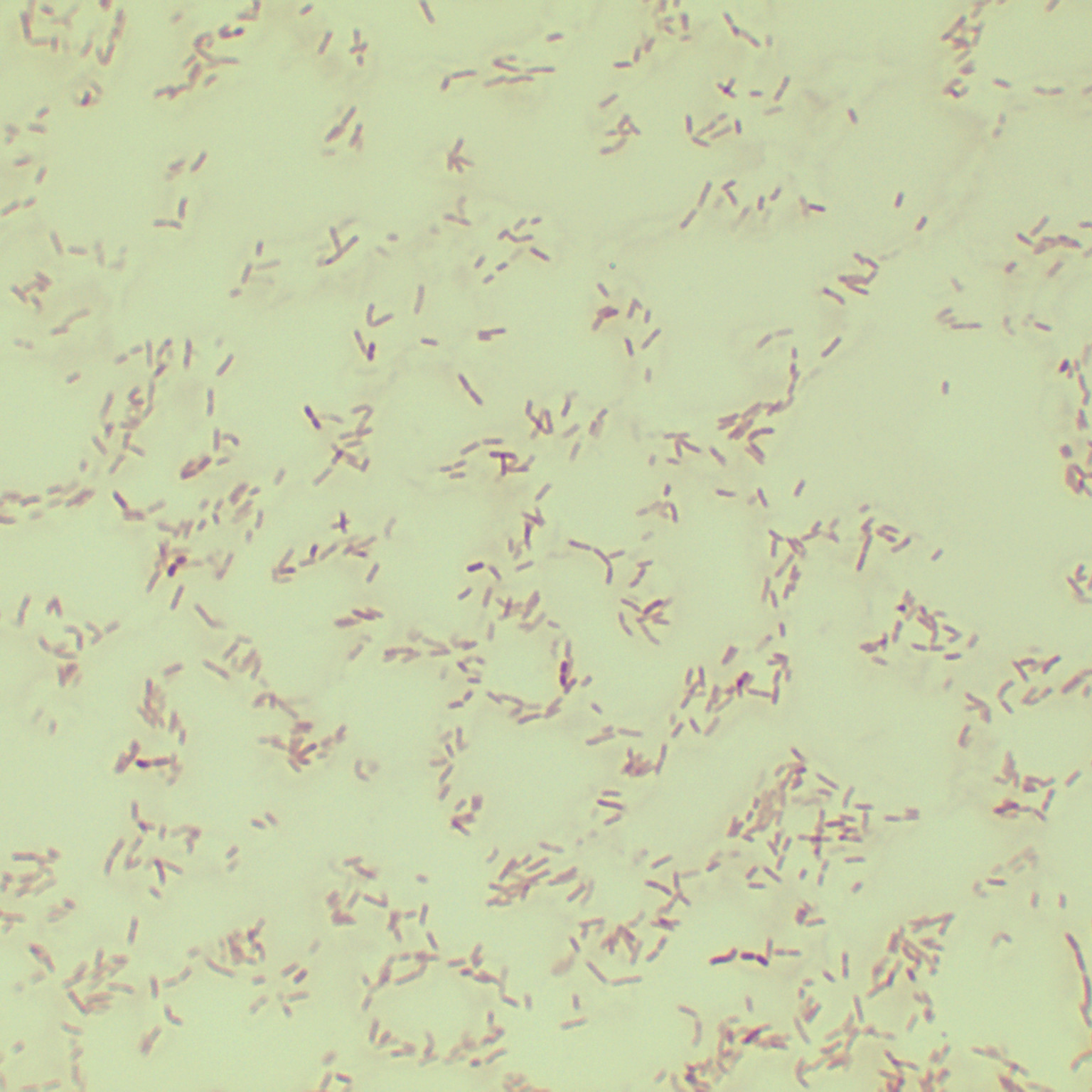 Strawberry Xanthomonas-BNCC
