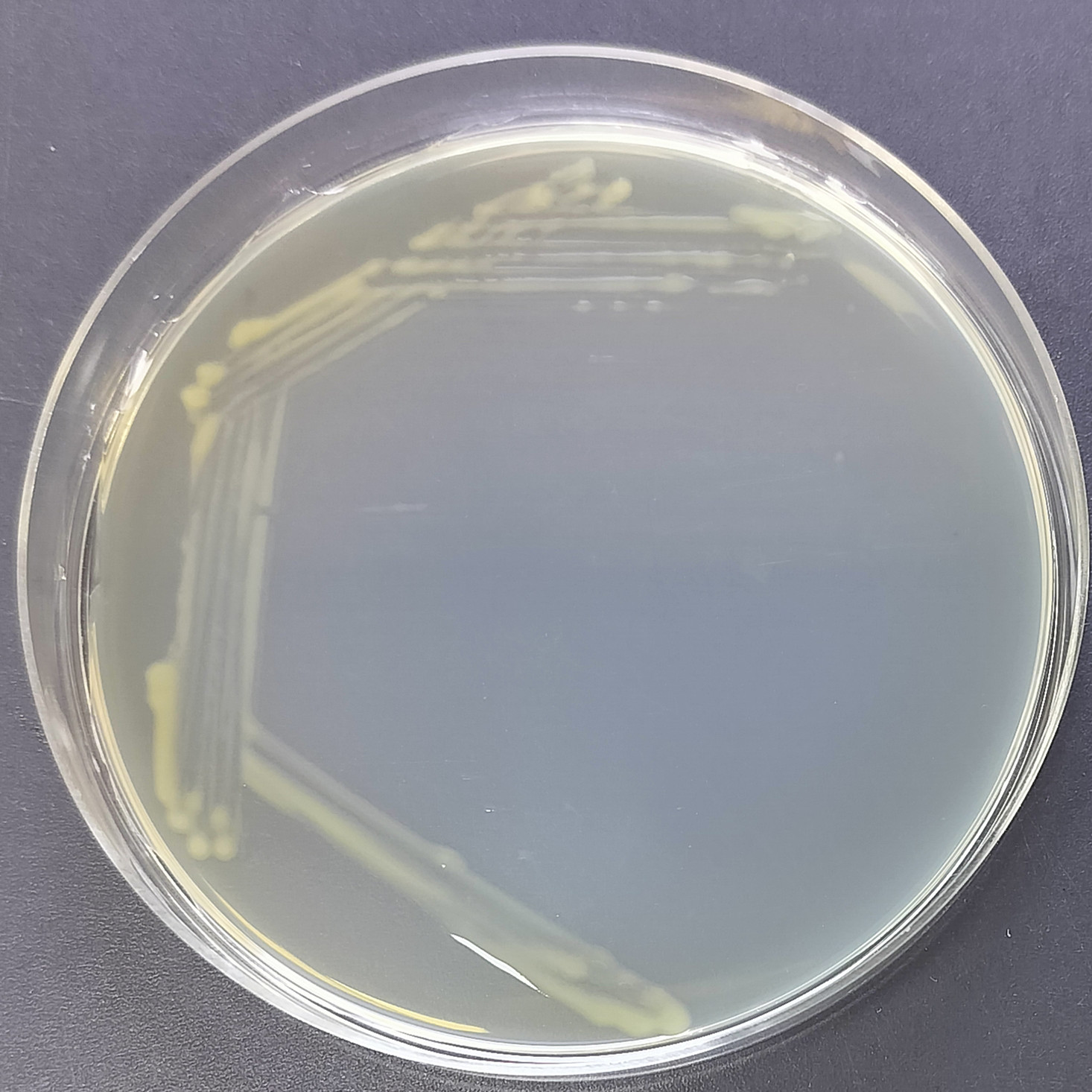 Strawberry Xanthomonas-BNCC