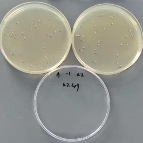 Quantitative strain of Vibrio parahaemolyticus-BNCC