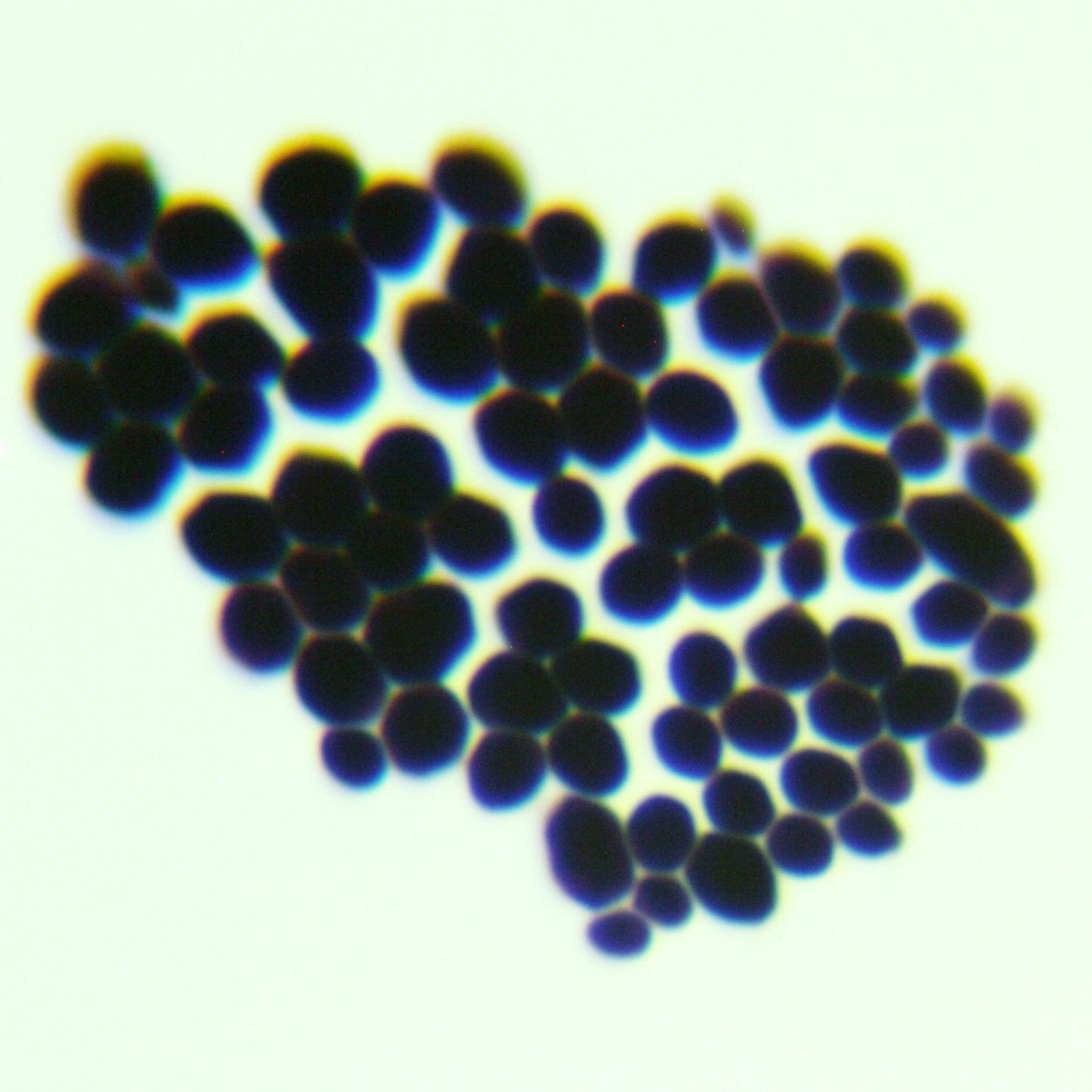 Brewing yeast-BNCC