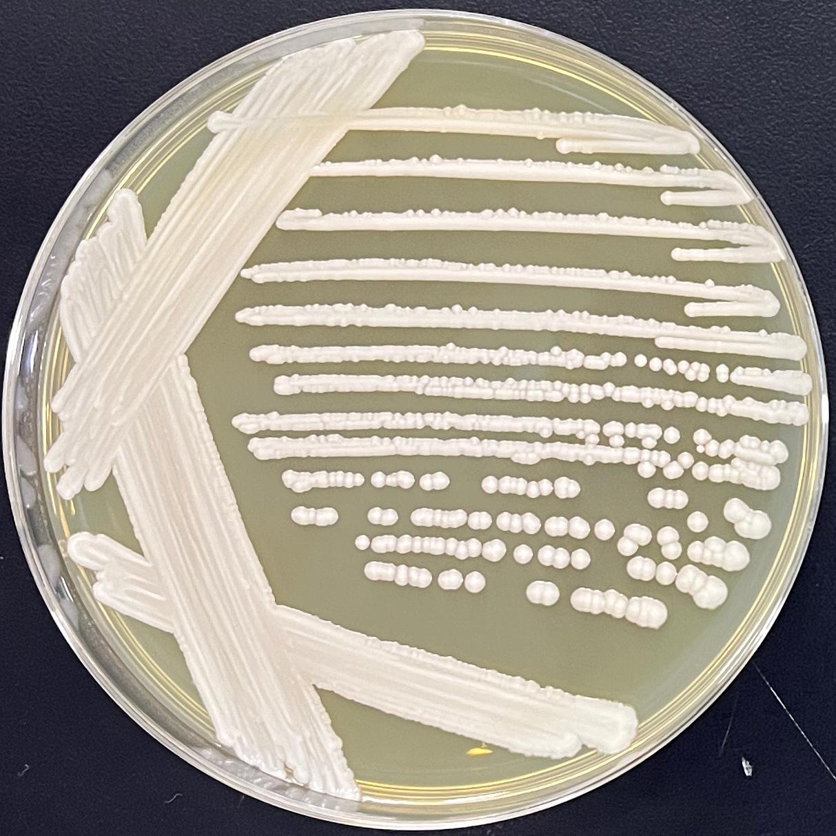 Candida Stauntonica-BNCC