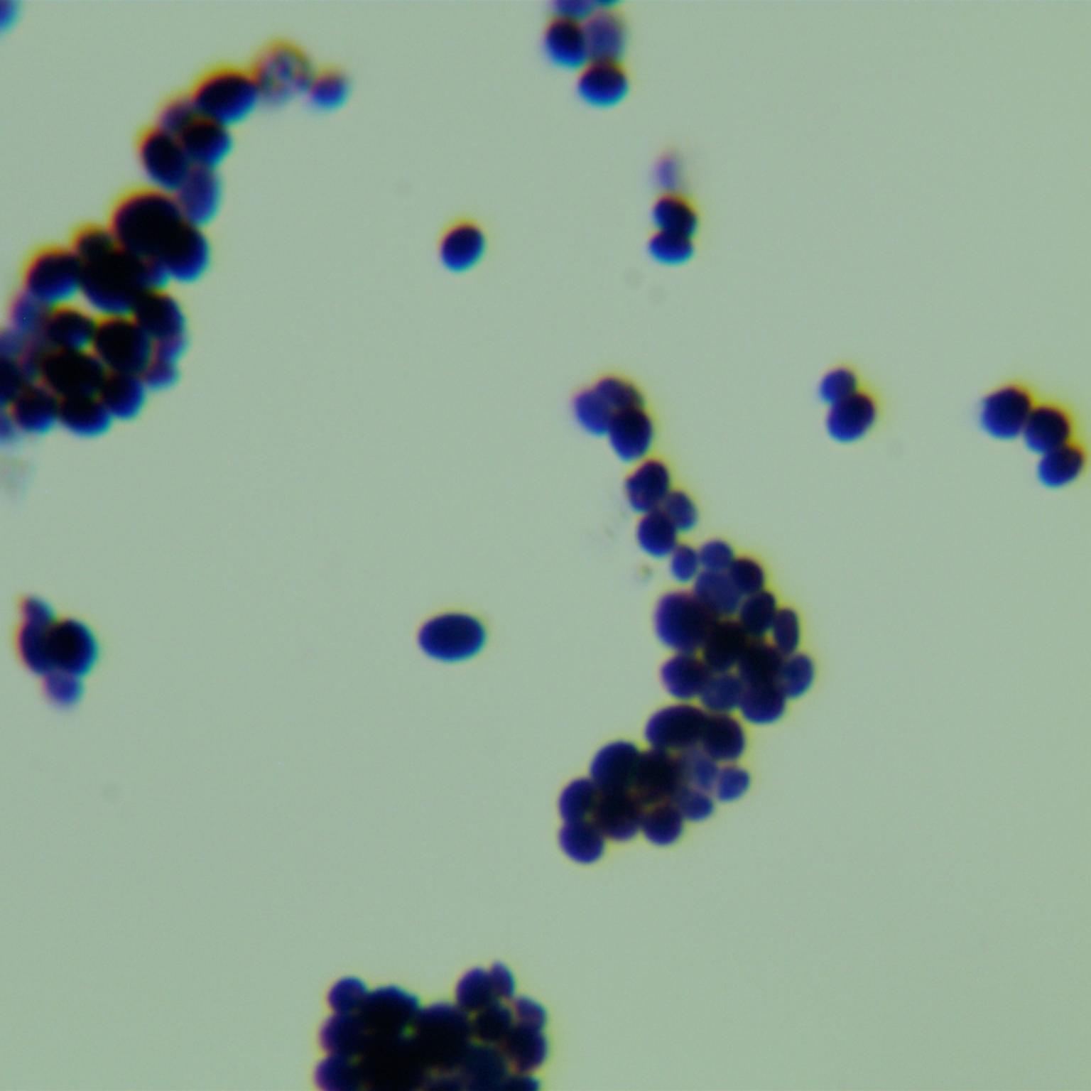 Candida Stauntonica-BNCC