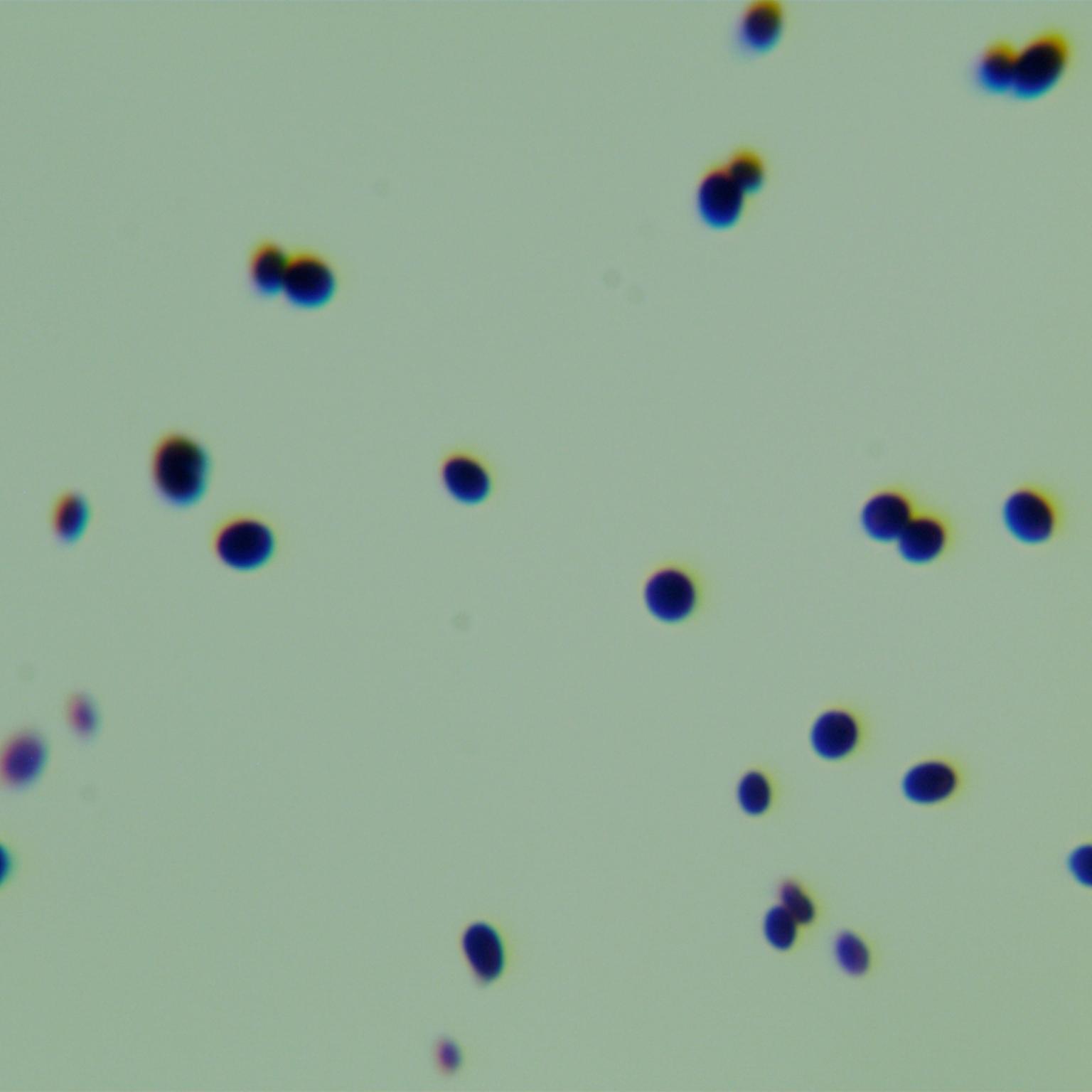 Candida Stauntonica-BNCC