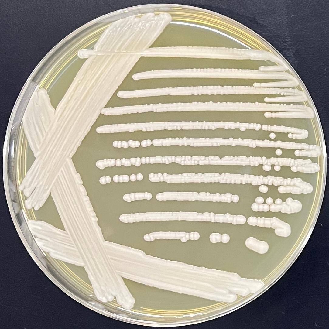 Candida Stauntonica-BNCC