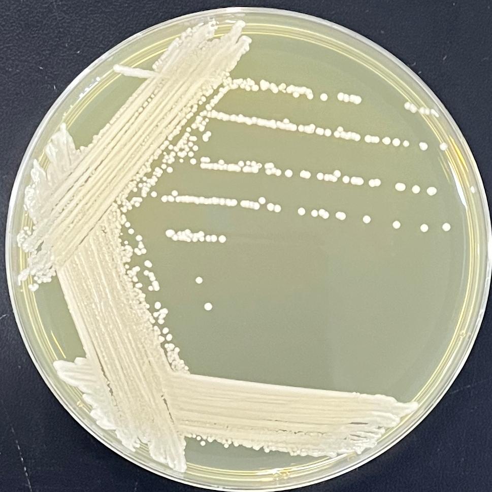 Candida Stauntonica-BNCC