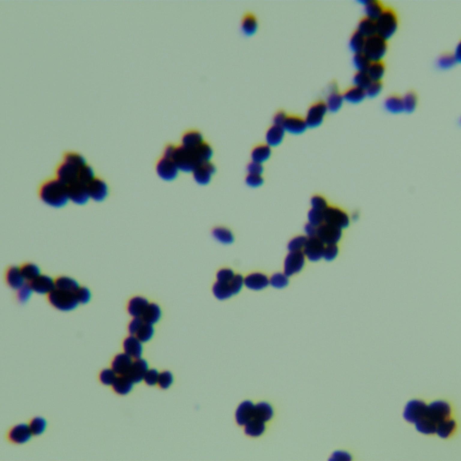 Candida Stauntonica-BNCC