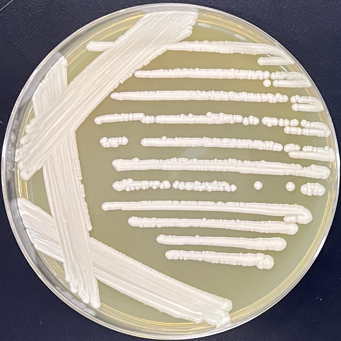 Candida Stauntonica-BNCC