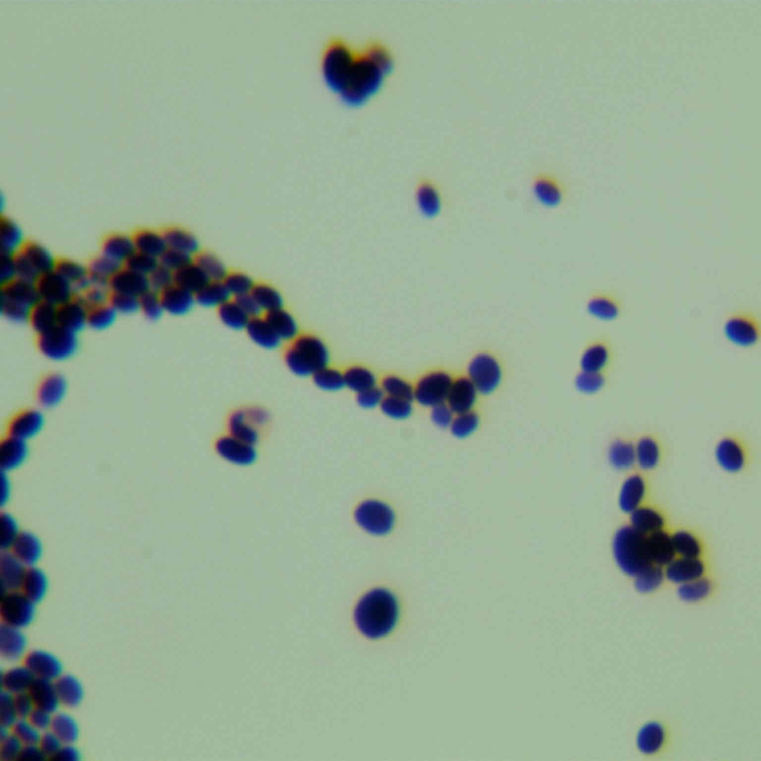 Candida Stauntonica-BNCC