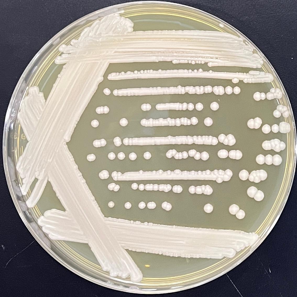 Candida Stauntonica-BNCC
