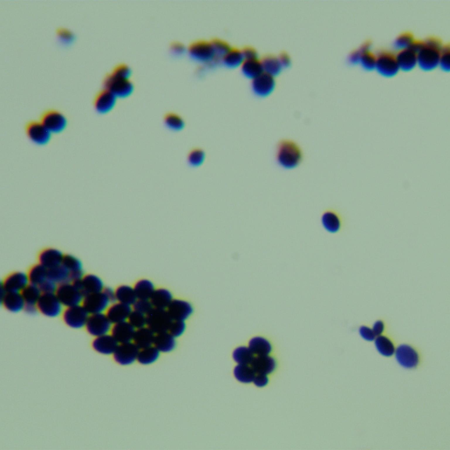 Candida Stauntonica-BNCC