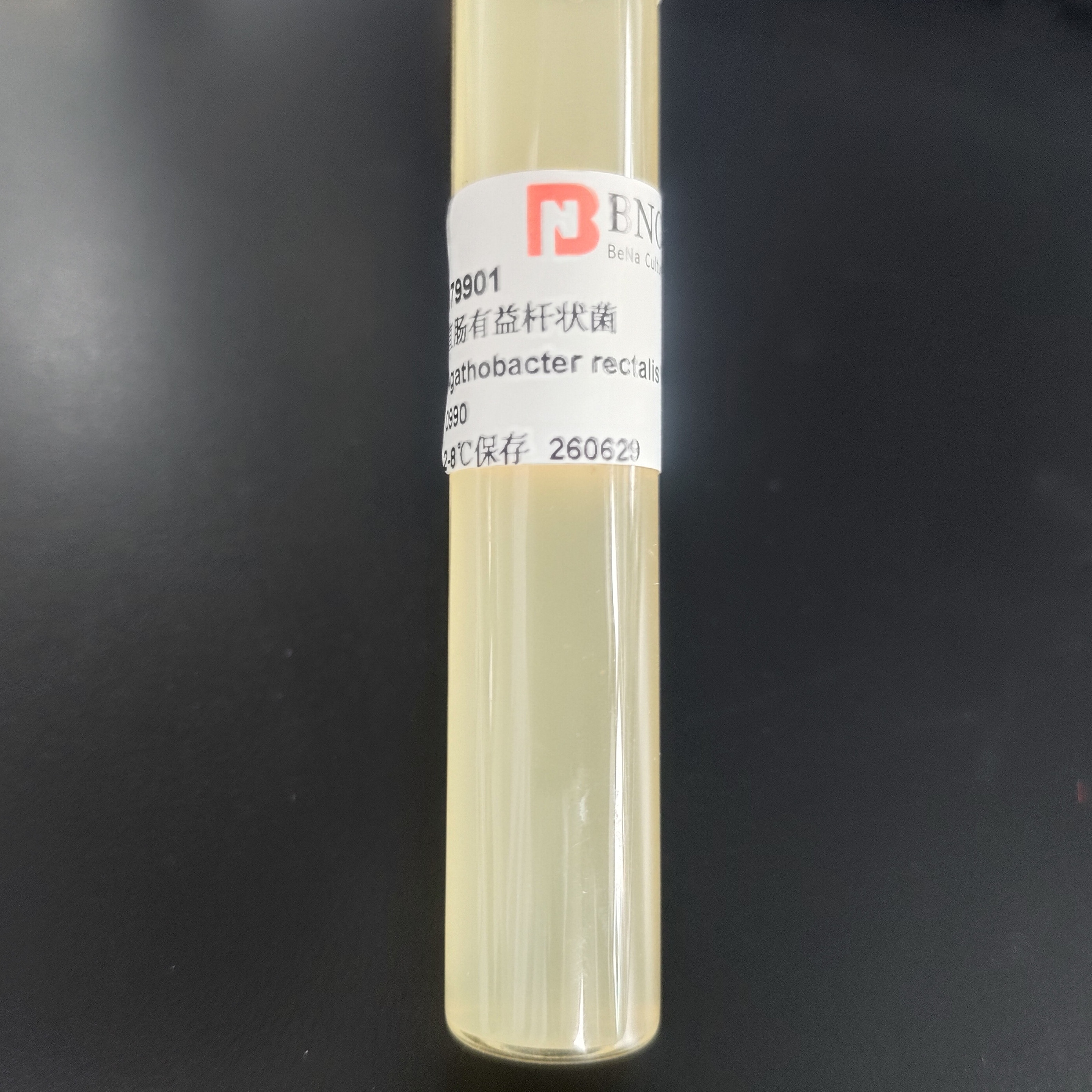 Rectal Lactobacillus-BNCC