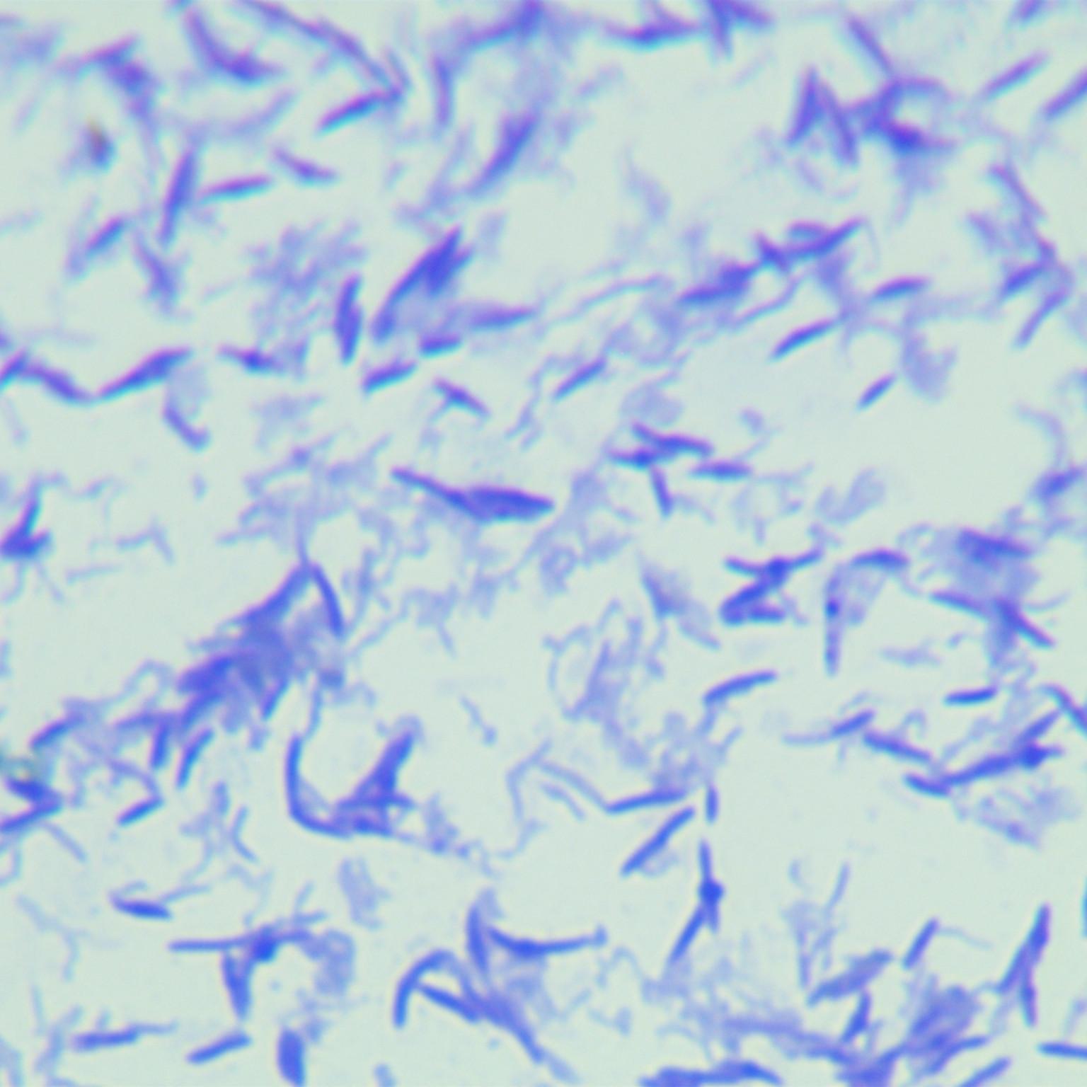 Rectal Lactobacillus-BNCC