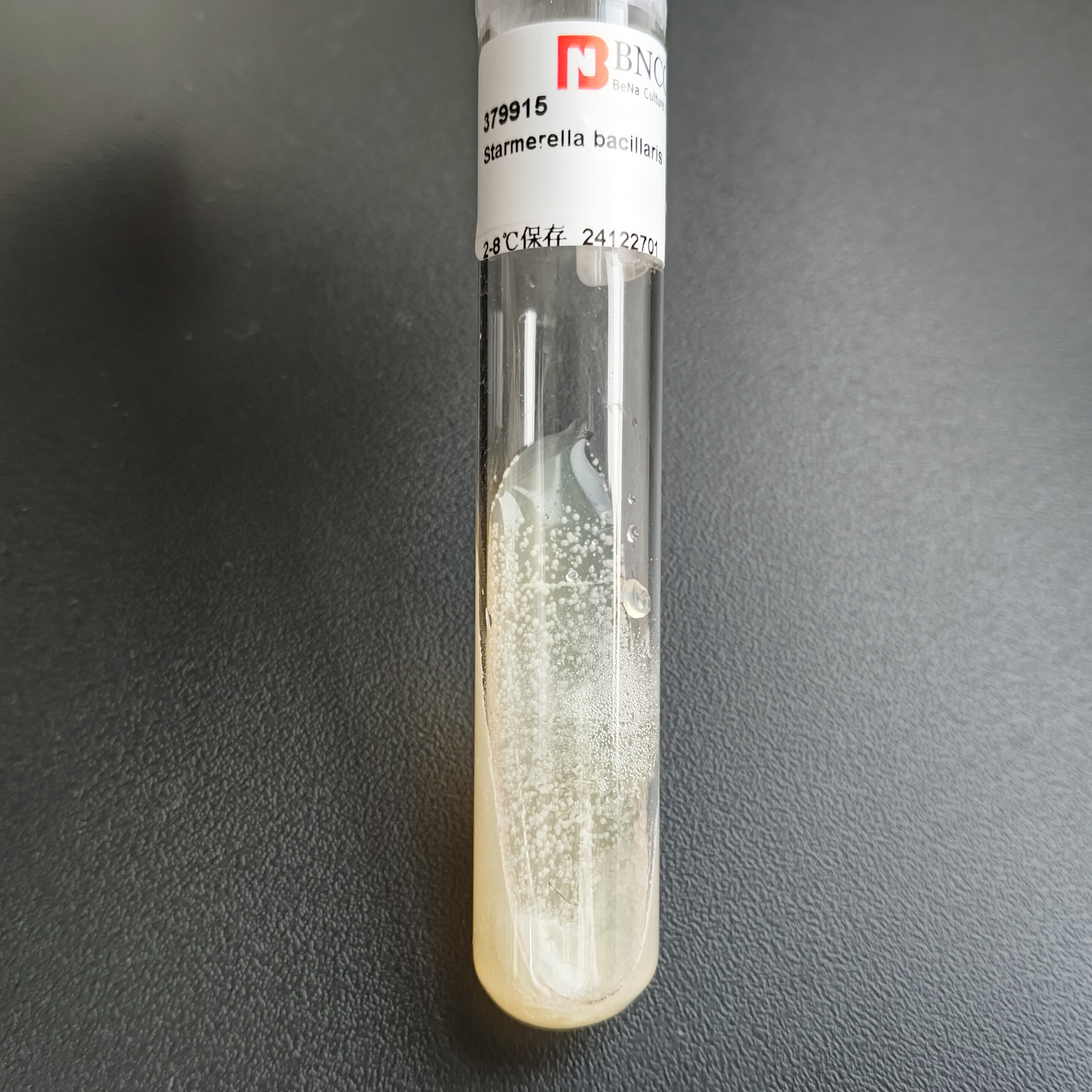 Starmerella bacillaris-BNCC