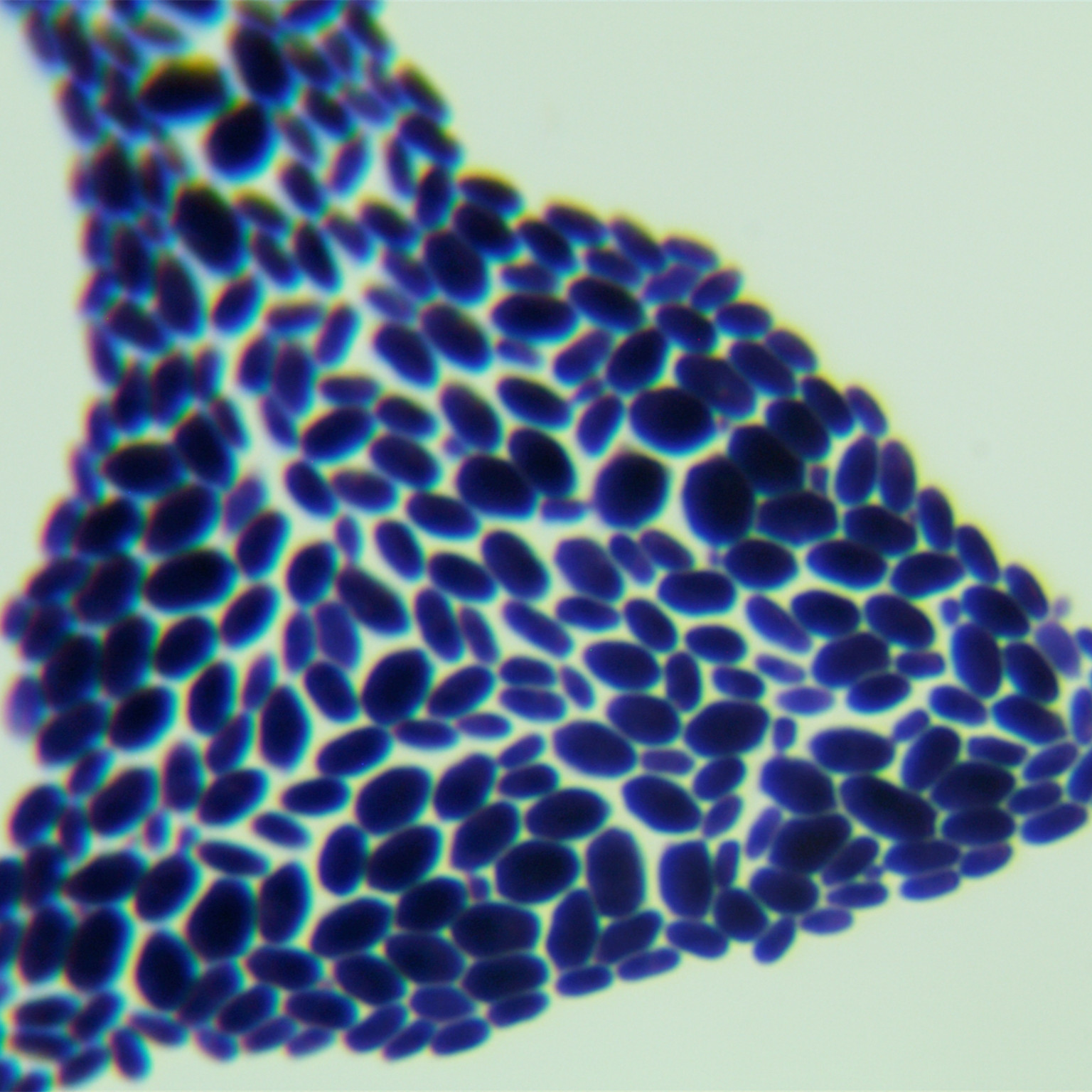 Starmerella bacillaris-BNCC