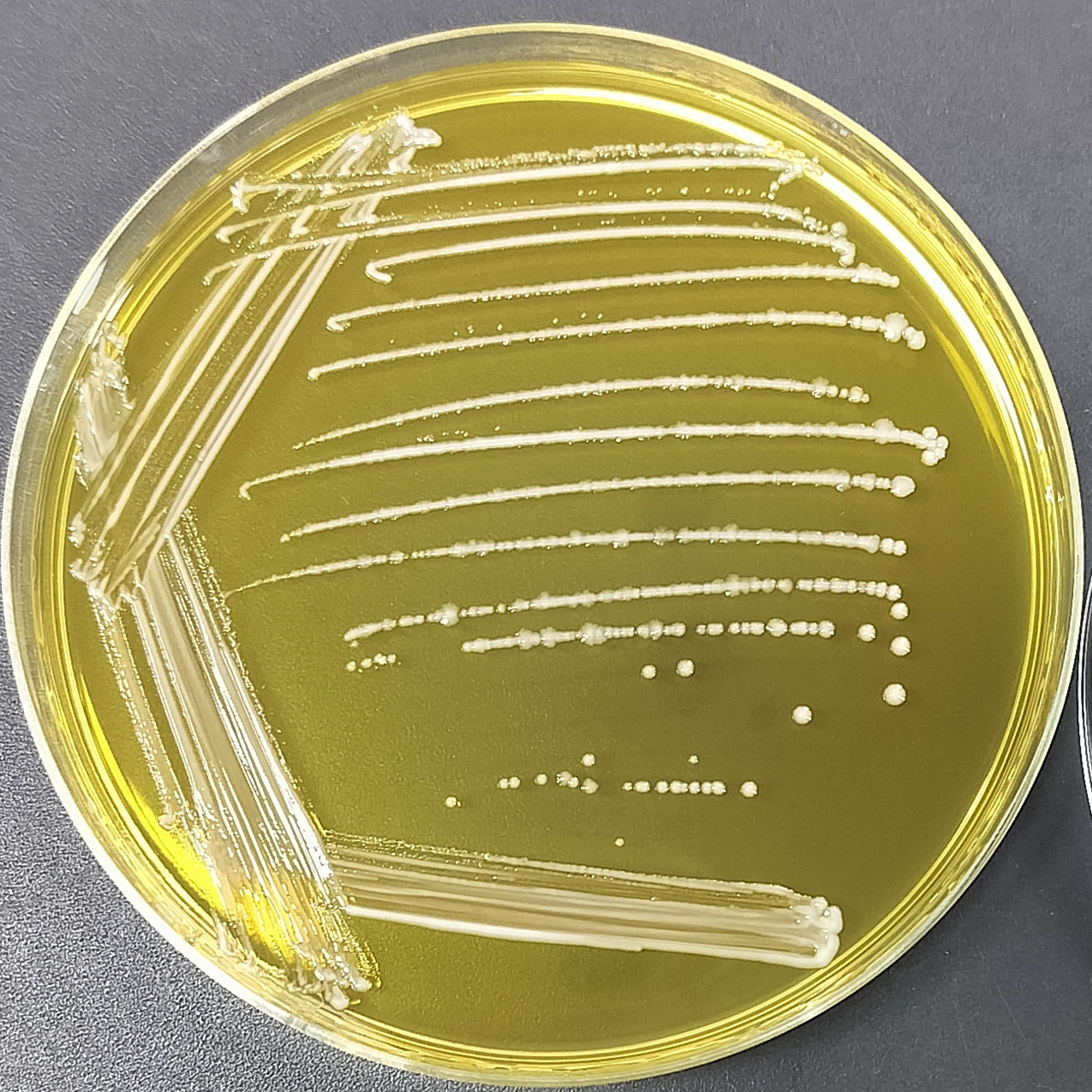 Chiayi Lactobacillus-BNCC