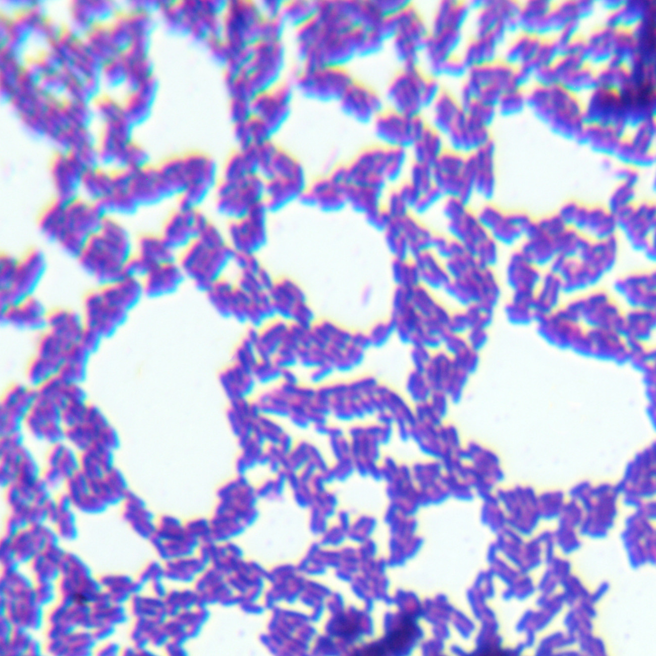 Chiayi Lactobacillus-BNCC