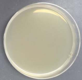 Vibrio parahaemolyticus DNA standard-BNCC
