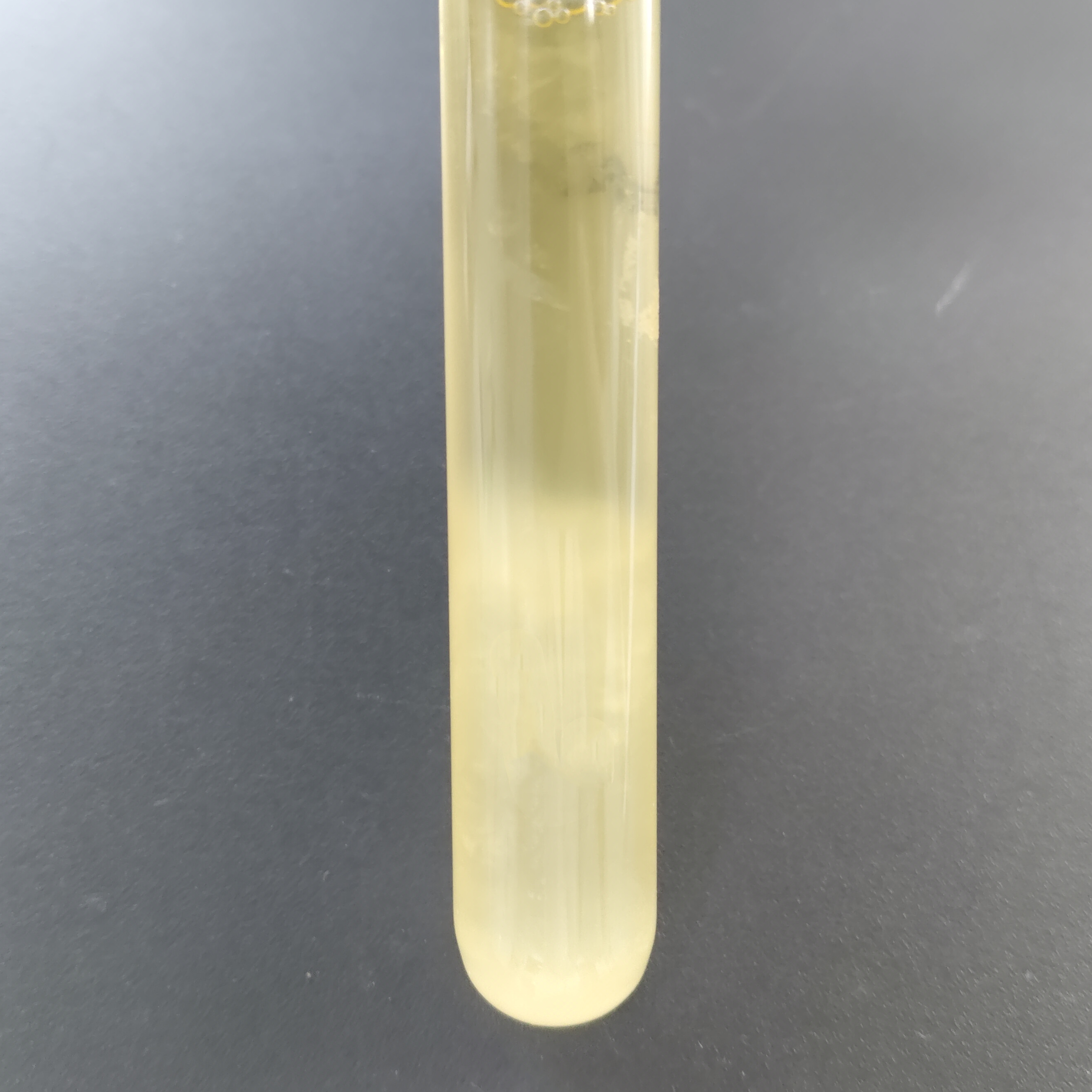 Clostridium sporogenes-BNCC