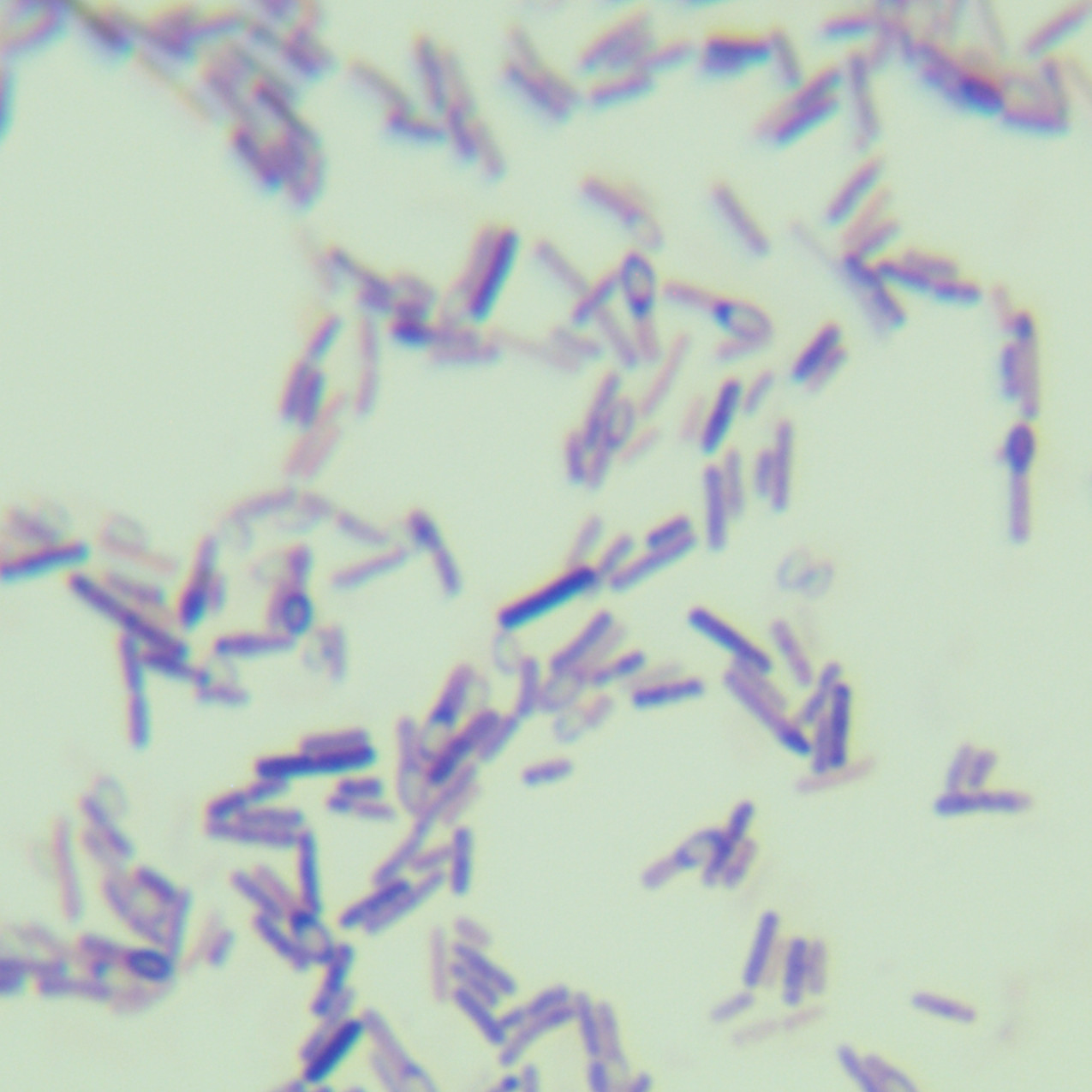Clostridium sporogenes-BNCC