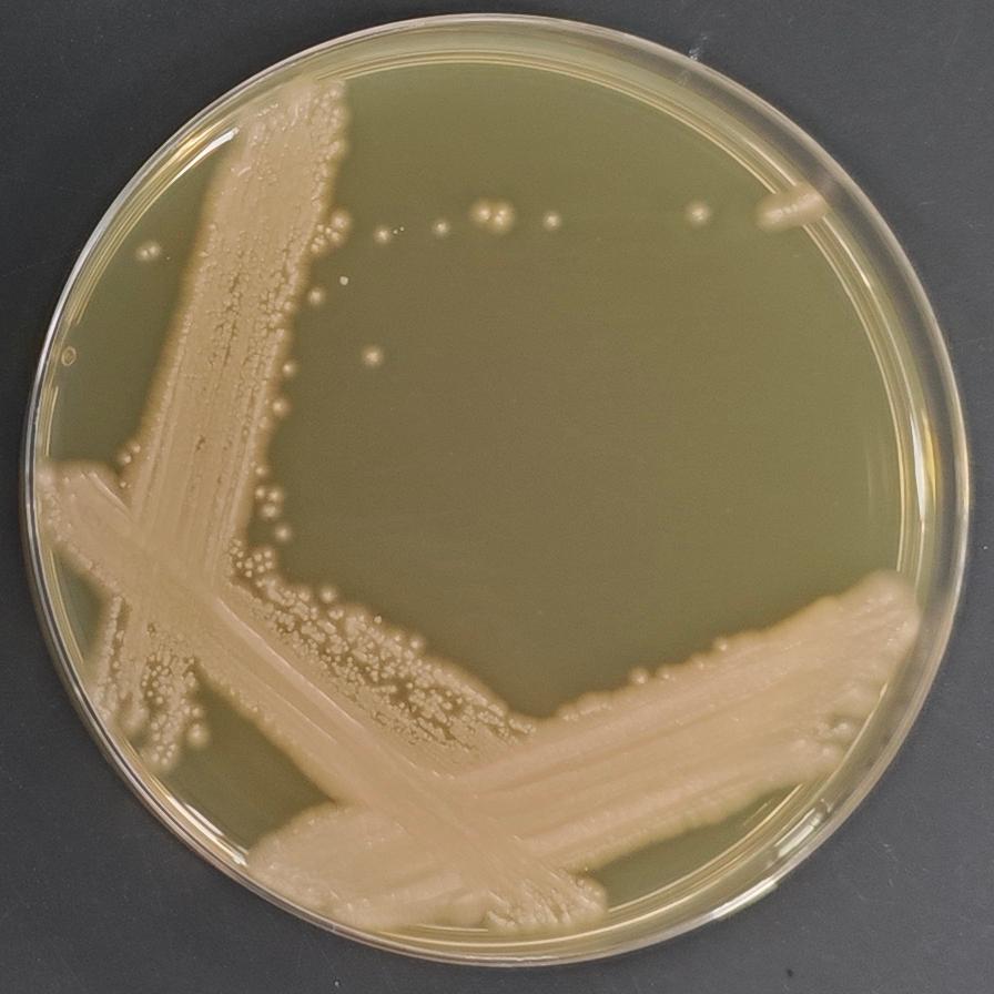 Aureobasidium pullulans-BNCC
