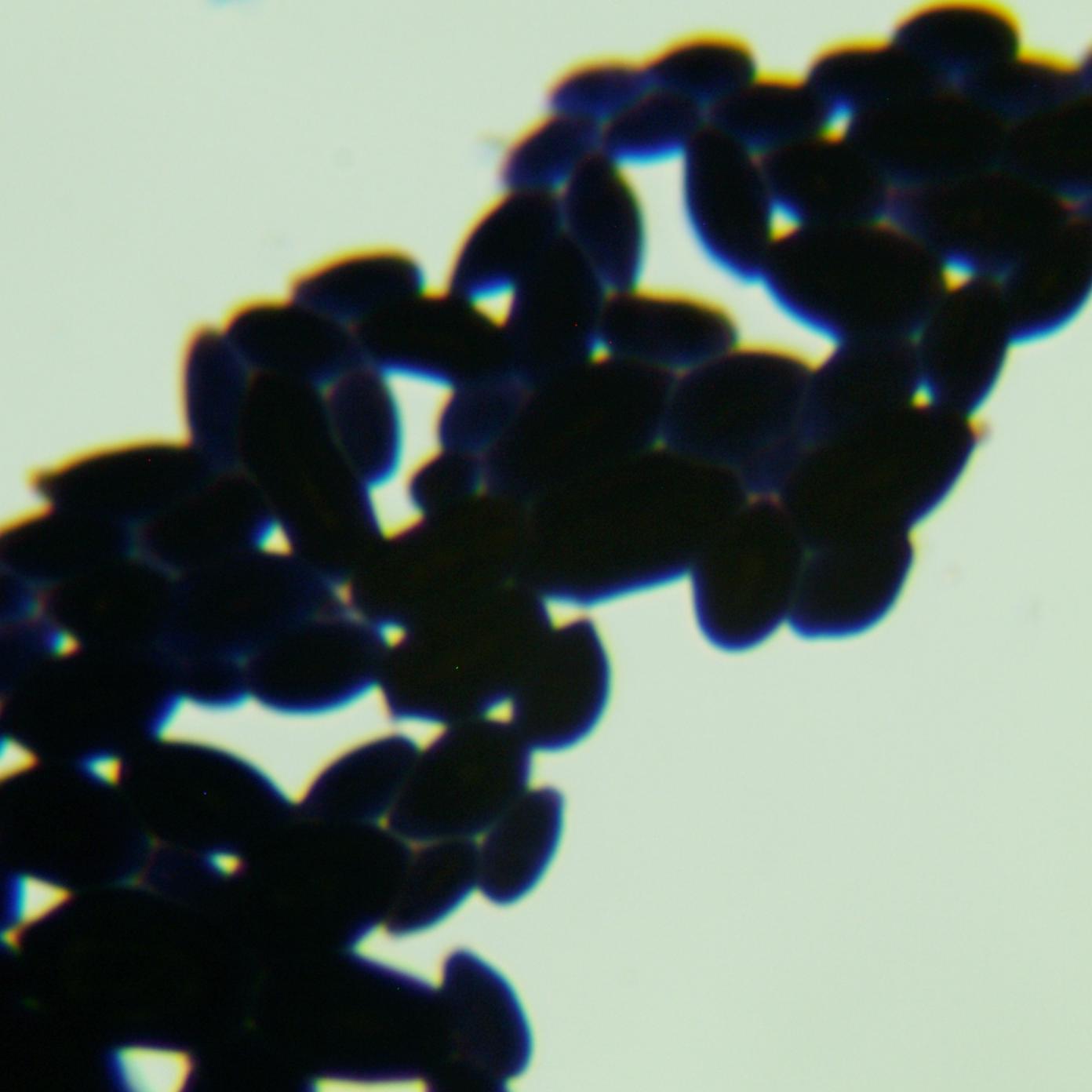 Aureobasidium pullulans-BNCC