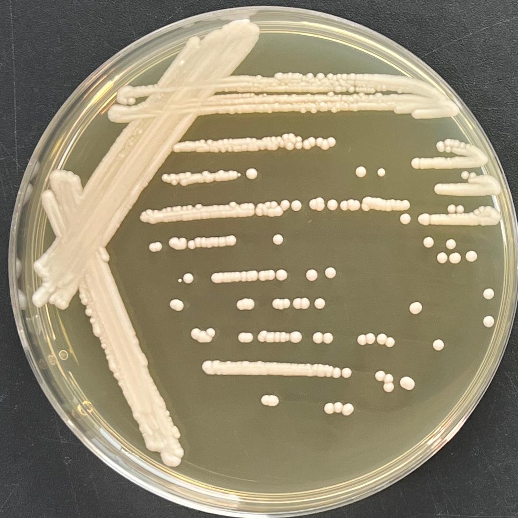 Candida tropicalis-BNCC