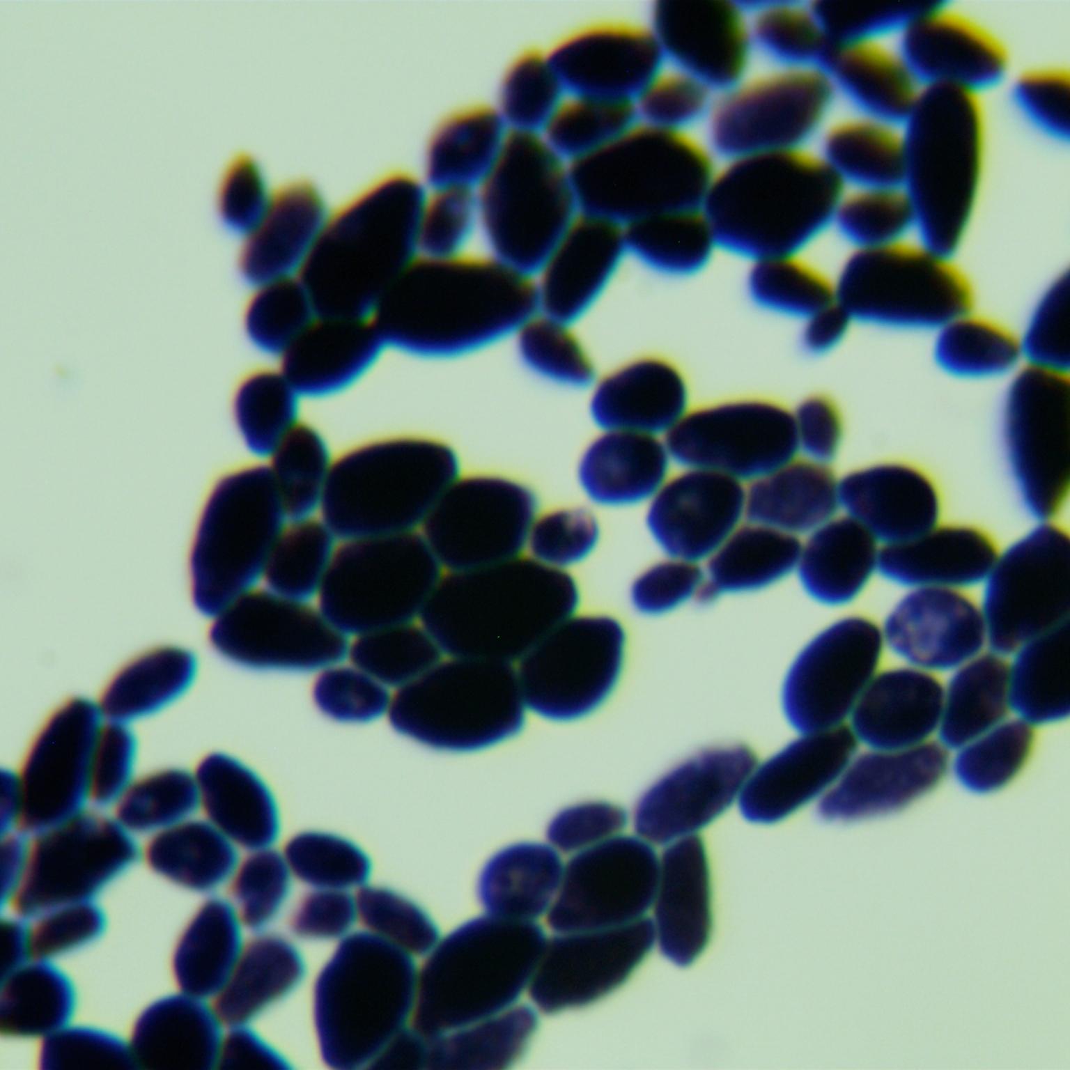 Candida tropicalis-BNCC