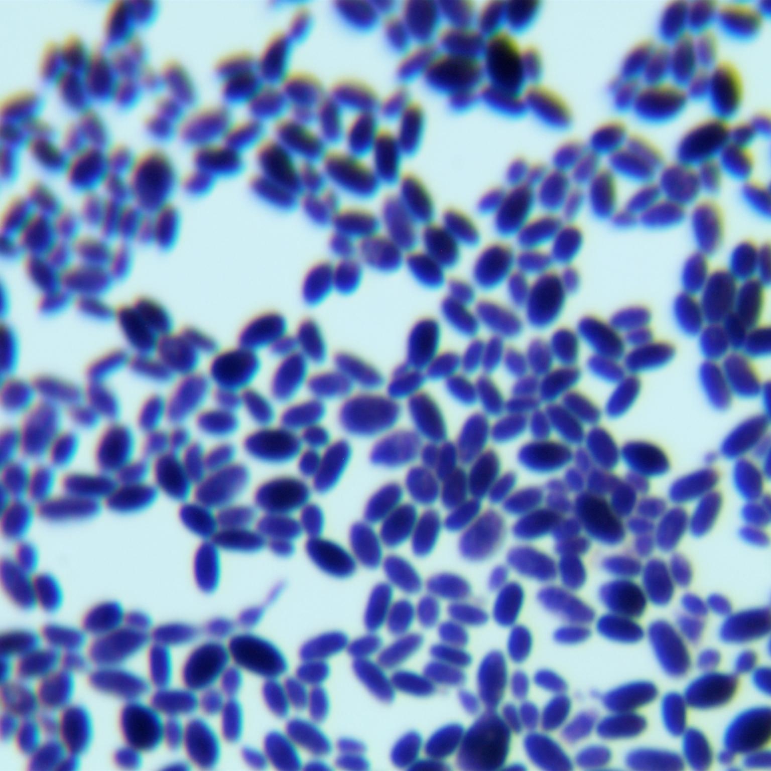 Candidozyma duobushaemuli-BNCC
