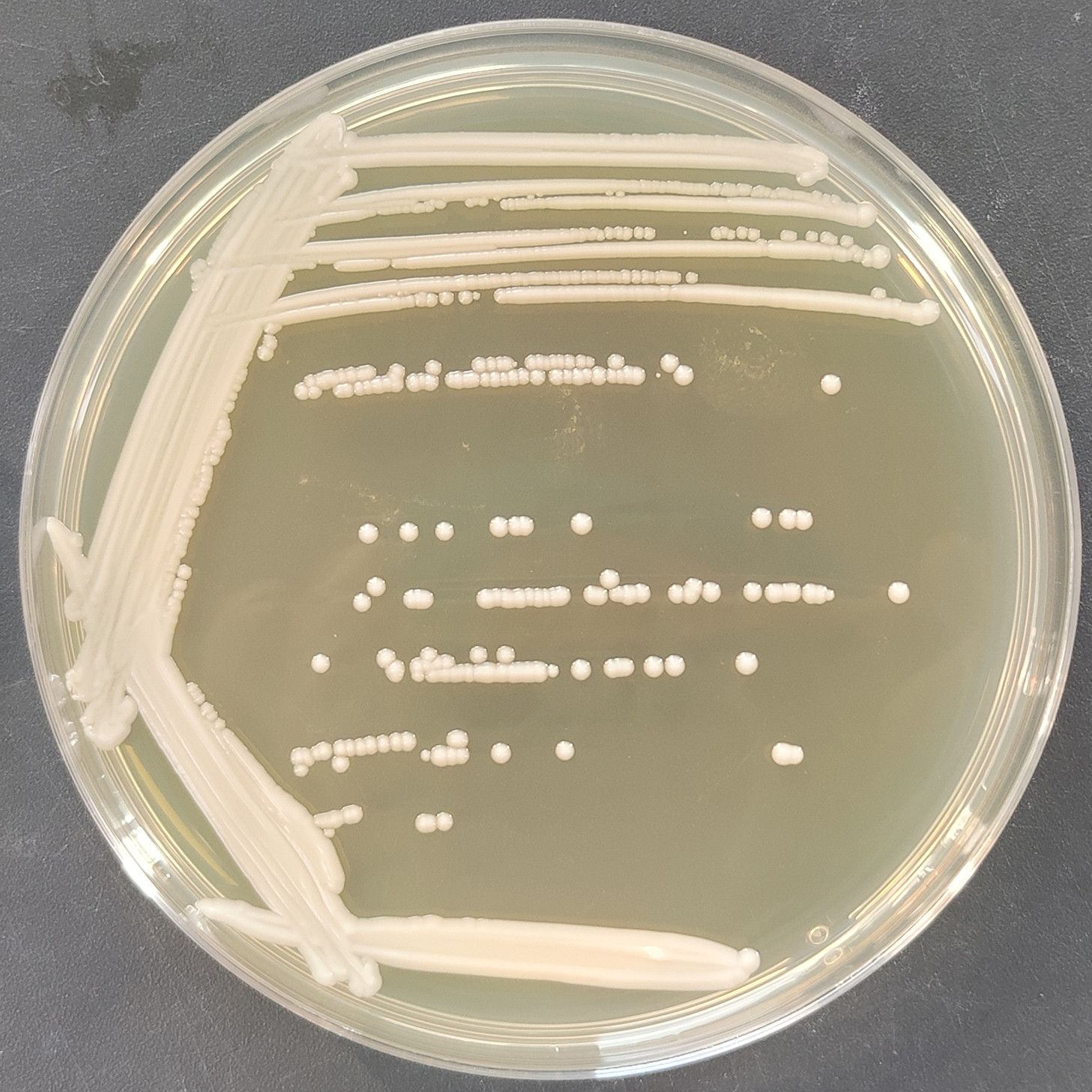 Dobkerroi yeast-BNCC
