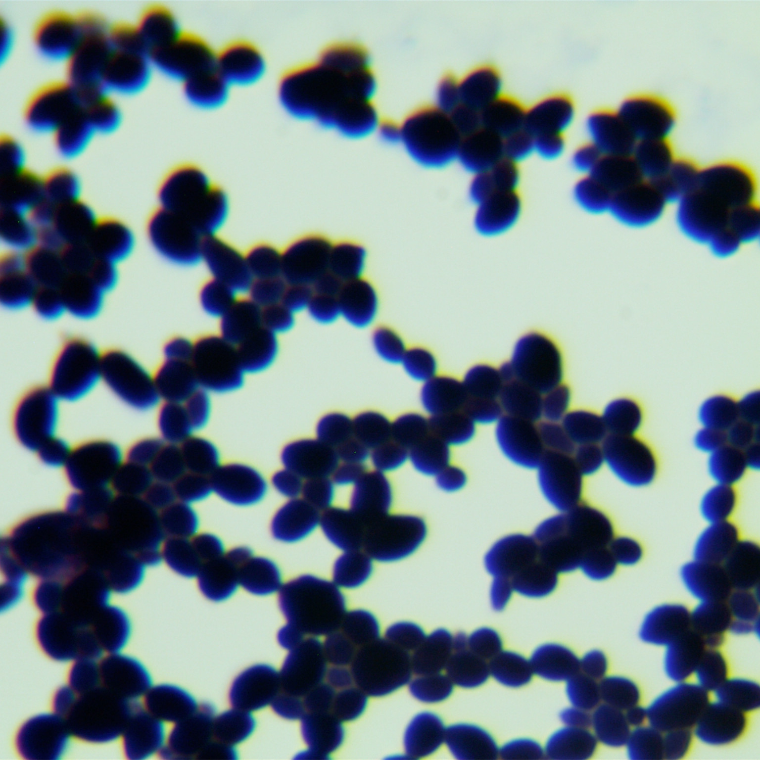 Dobkerroi yeast-BNCC