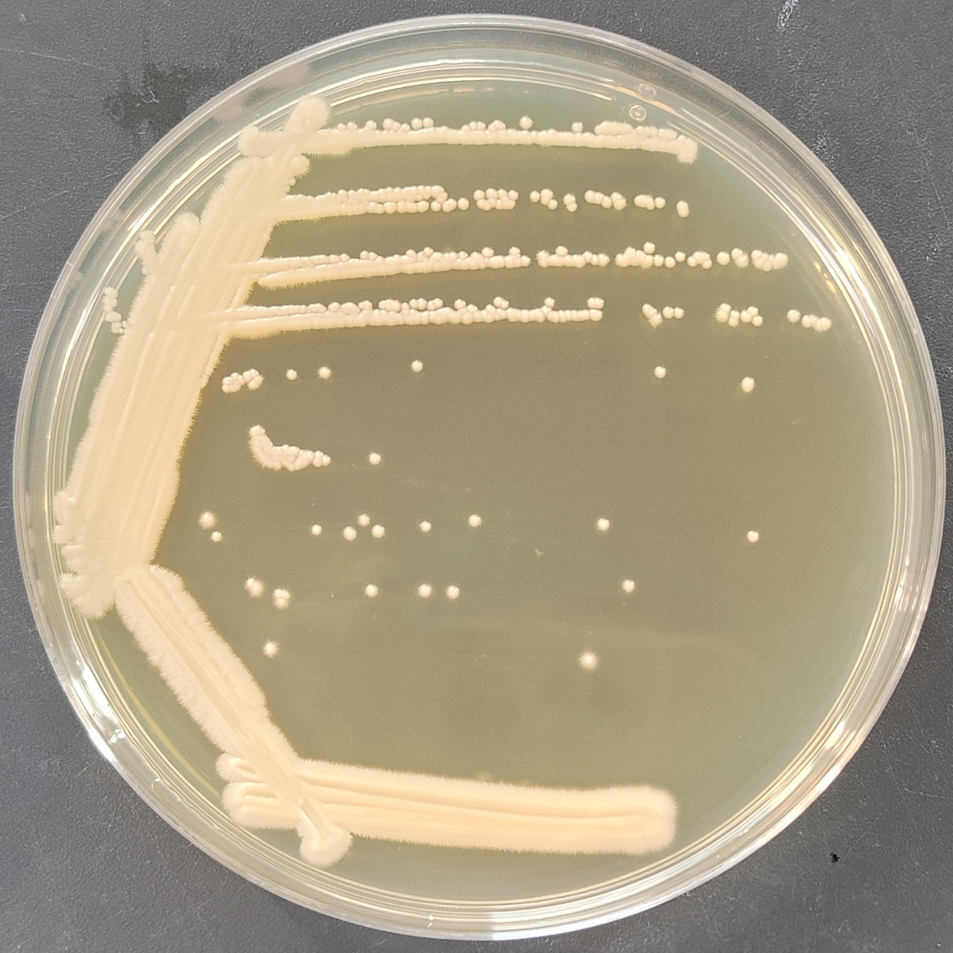 Melanogenic short stem fungus-BNCC