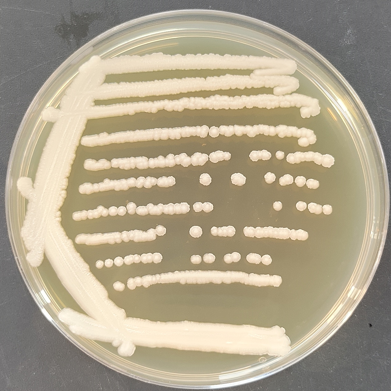 Polymorphic Xuwang yeast-BNCC