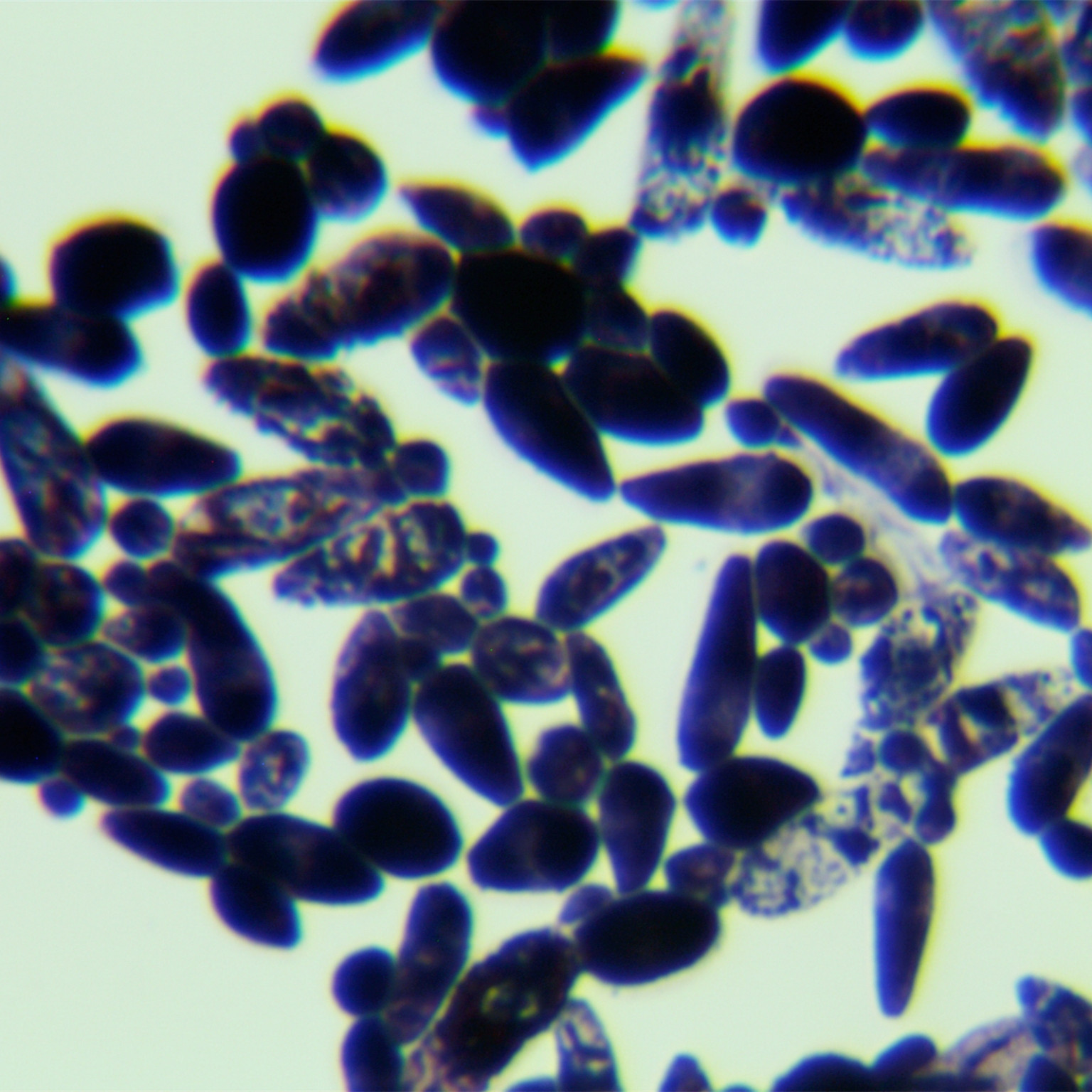 Polymorphic Xuwang yeast-BNCC