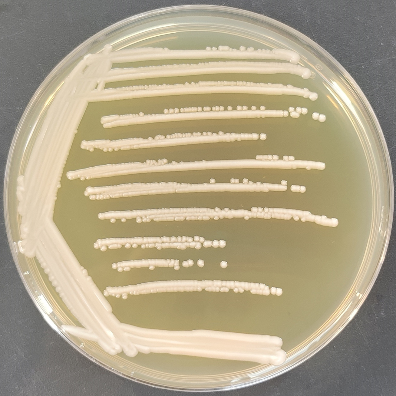 Dobkerroi yeast-BNCC