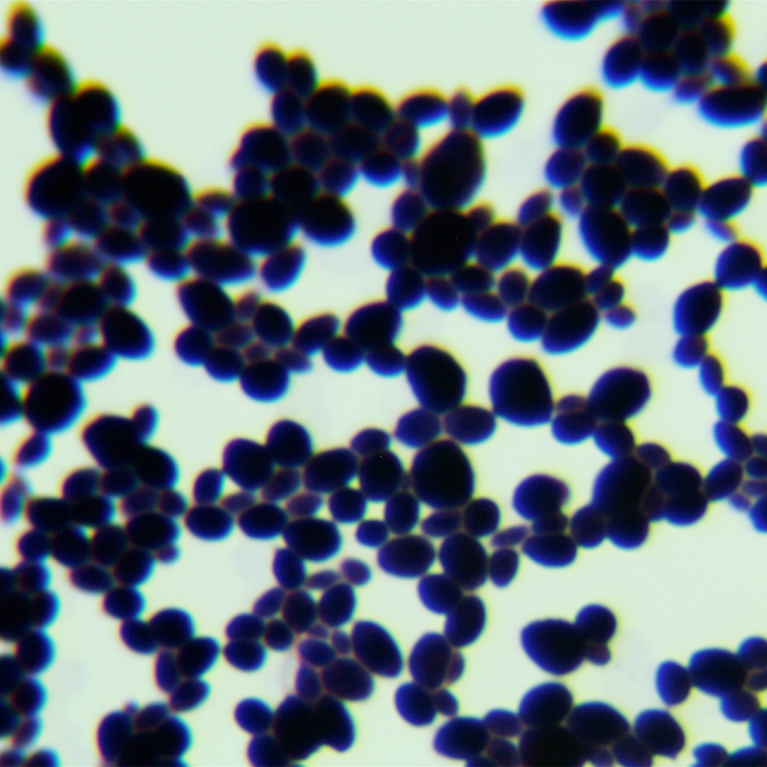 Dobkerroi yeast-BNCC