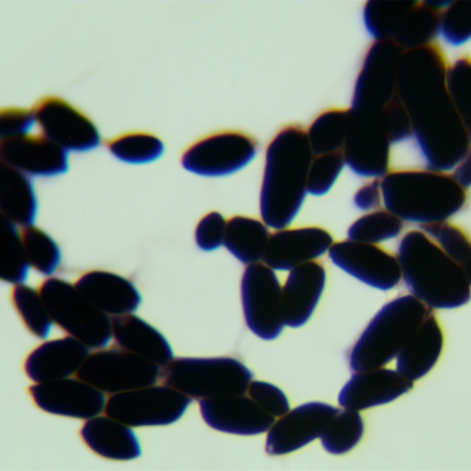 Fungal endophyte-BNCC