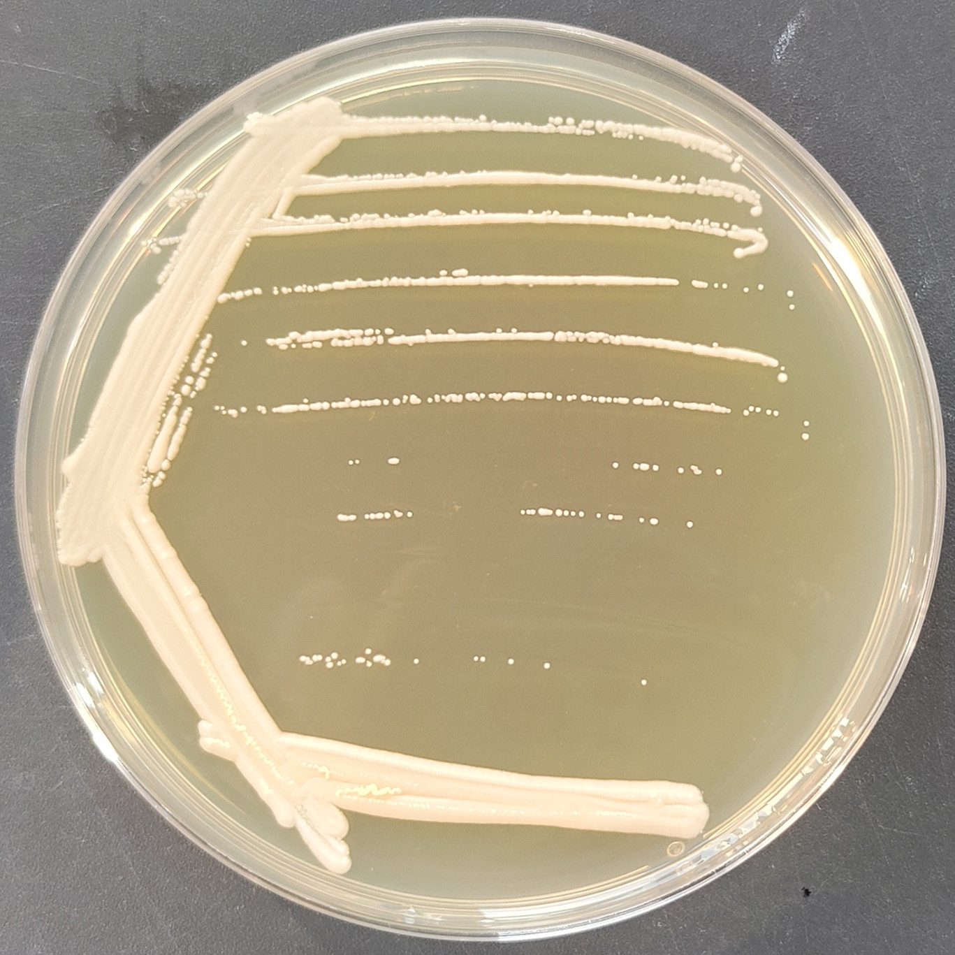 Fungal endophyte-BNCC