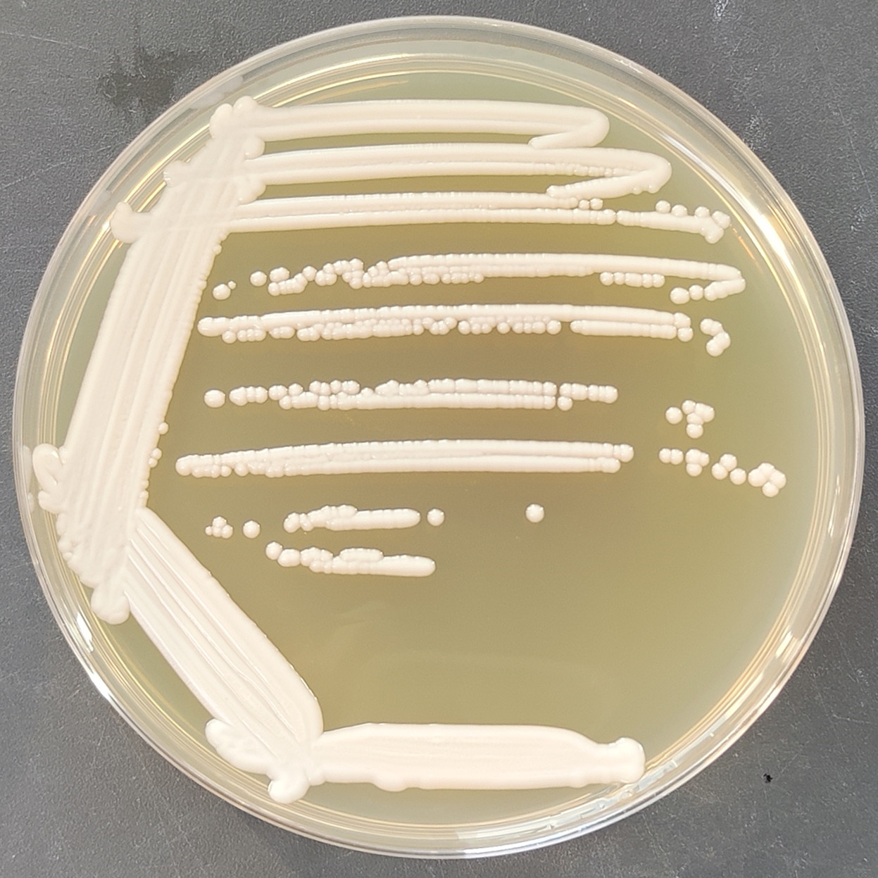 Hansenula yeast-BNCC