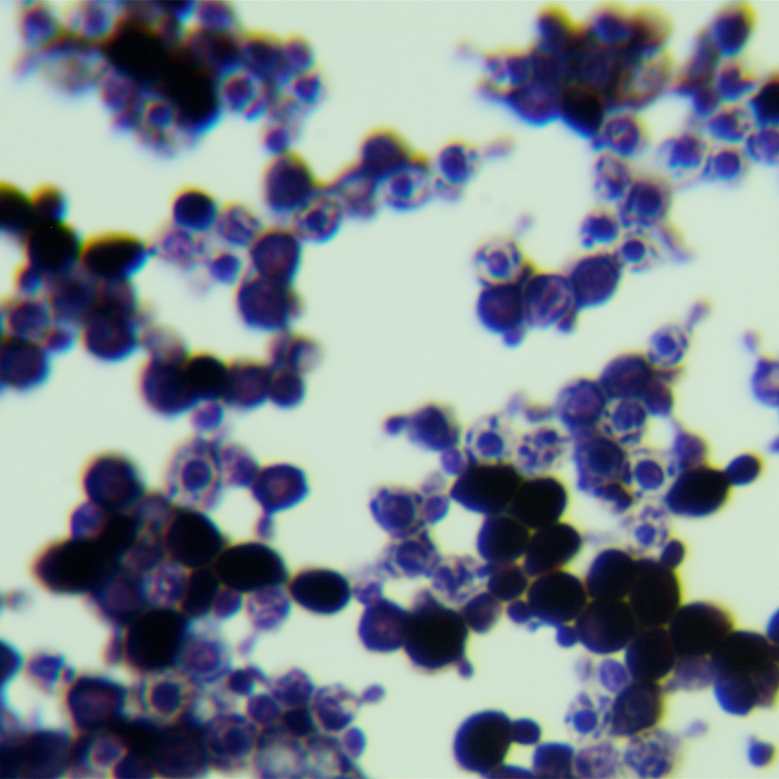 Hansenula yeast-BNCC