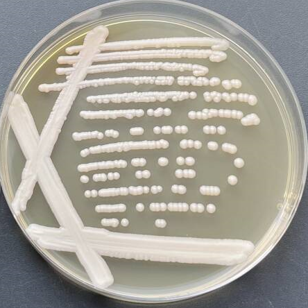 Candida Jaroonii-BNCC