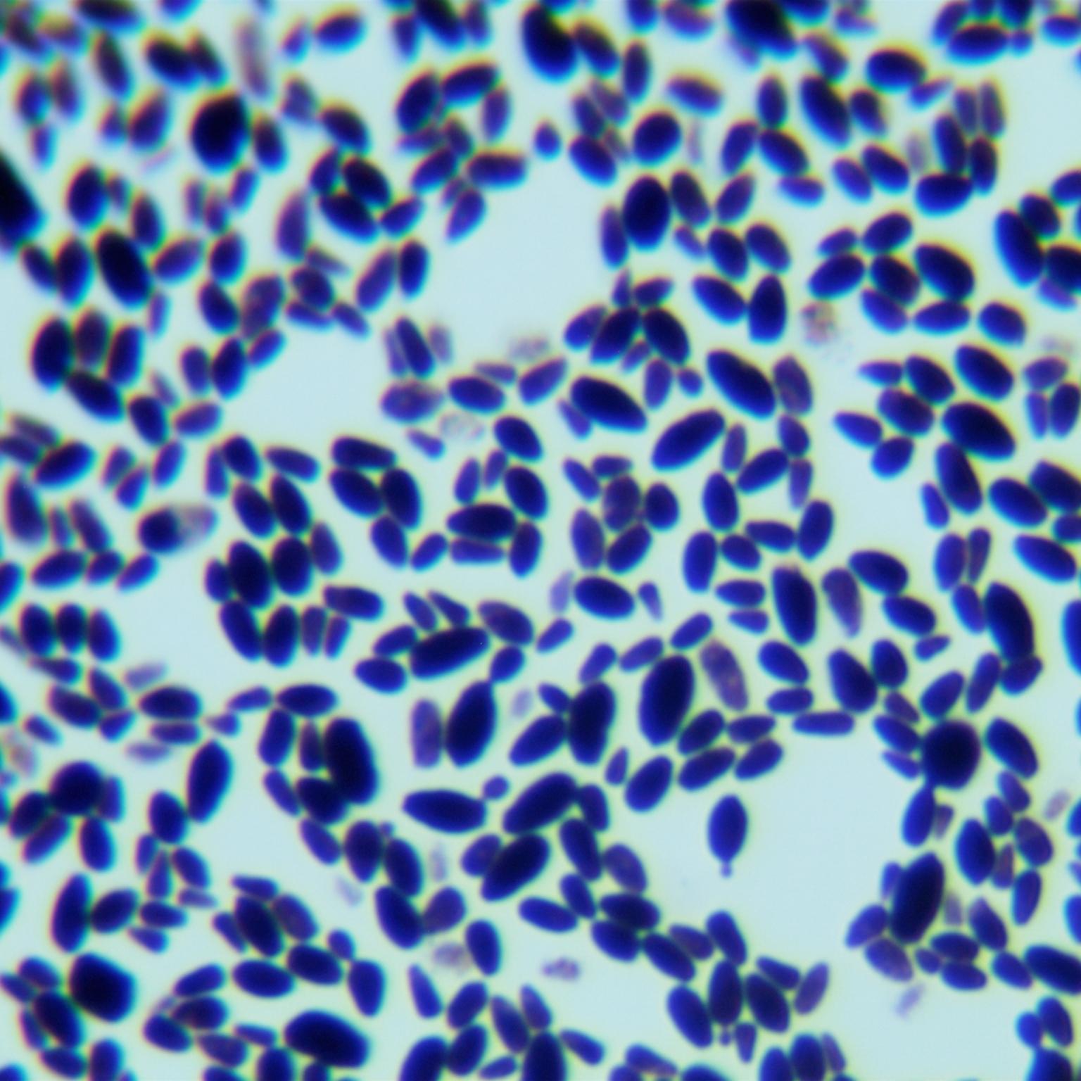 Candida Jaroonii-BNCC